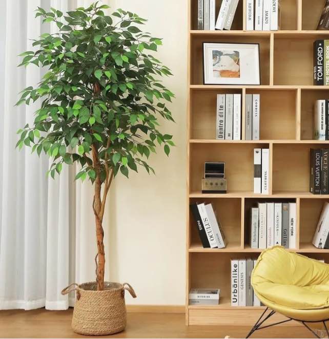 DR.Planzen Artificial Ficus Tree 6 Feet High in Natural Wood Pot