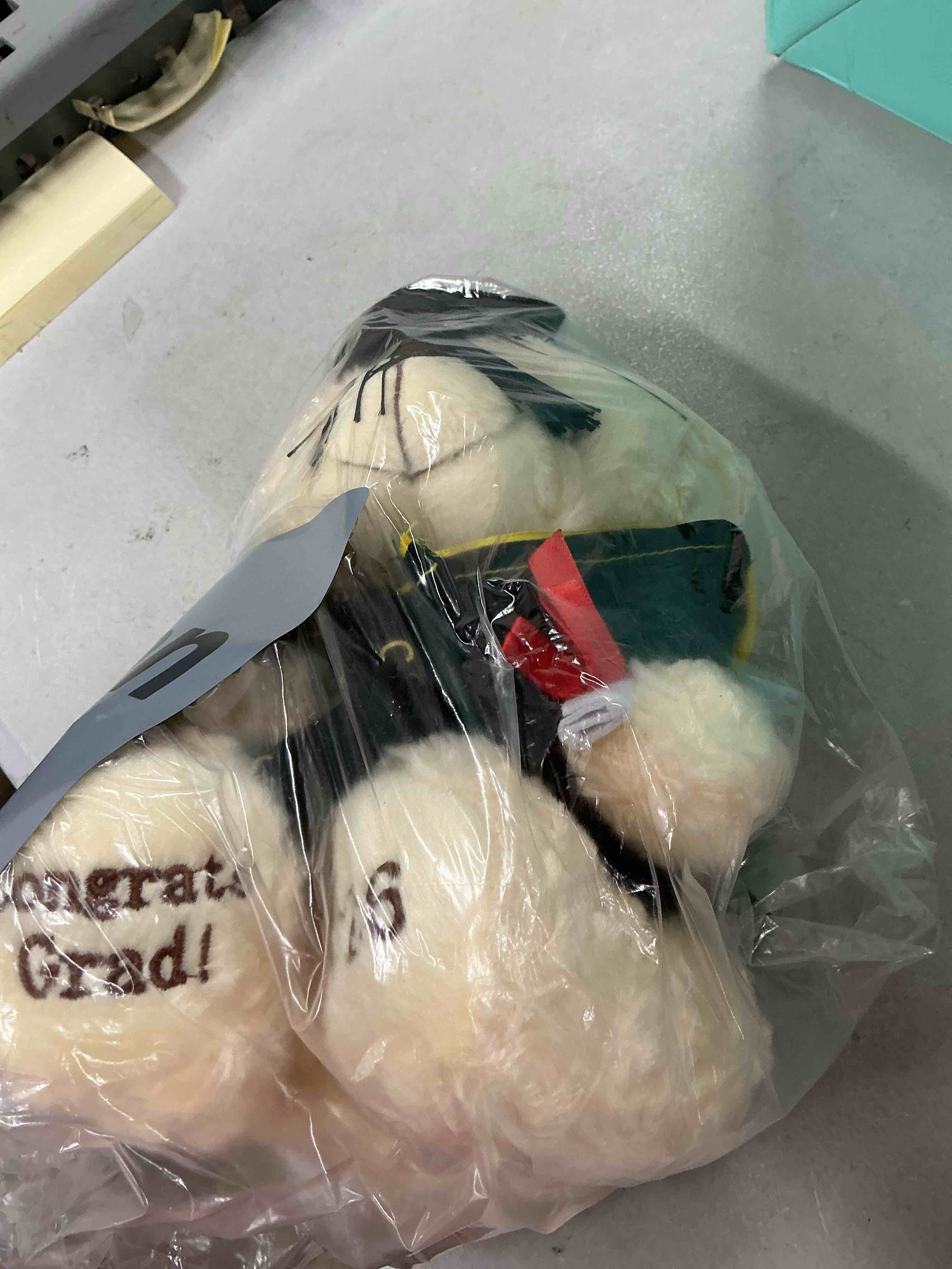 Condition photo showing Good Condition for graduation teddy bear plush with cap and diploma, 8 inch (black)