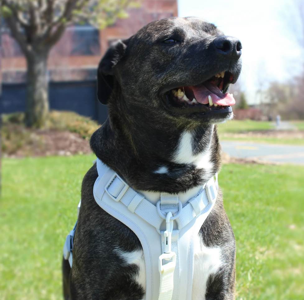 Vibrant Life Neoprene Comfort Control Monochrome Harness Gray XS