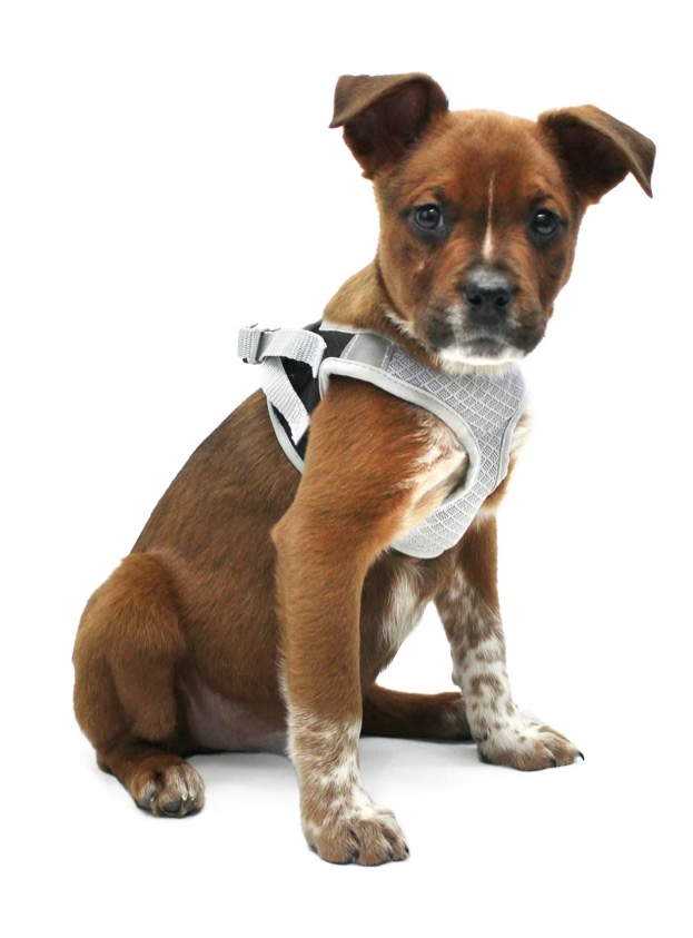 Vibrant Life Dog Harness Black Wrap Style Extra Small