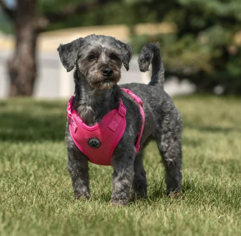 Vibrant Life Dog Harness Mesh Adjustable Reflective Dog Walking Pet Harness Pink Size L