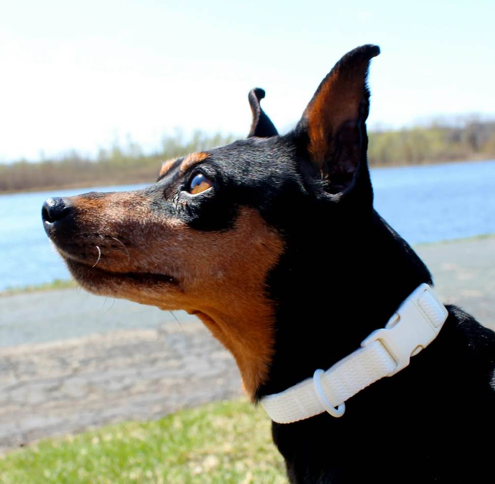 Vibrant Life Neoprene Cushioned Adjustable Dog Collar Vanilla Cream Medium