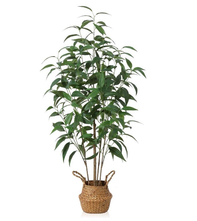 Condition photo showing Good Condition for potted 4ft artificial multi trunk eucalyptus tree with handmade seagrass basket for office daily home decor, 4 lb, dr.planzen.