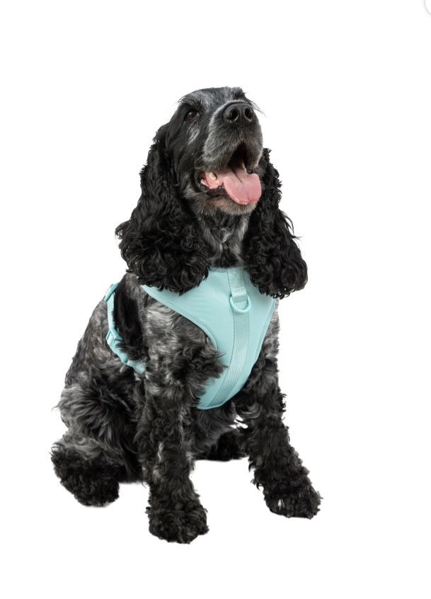 vibrant life polyester & spandex adjustable dog harness blue xs
