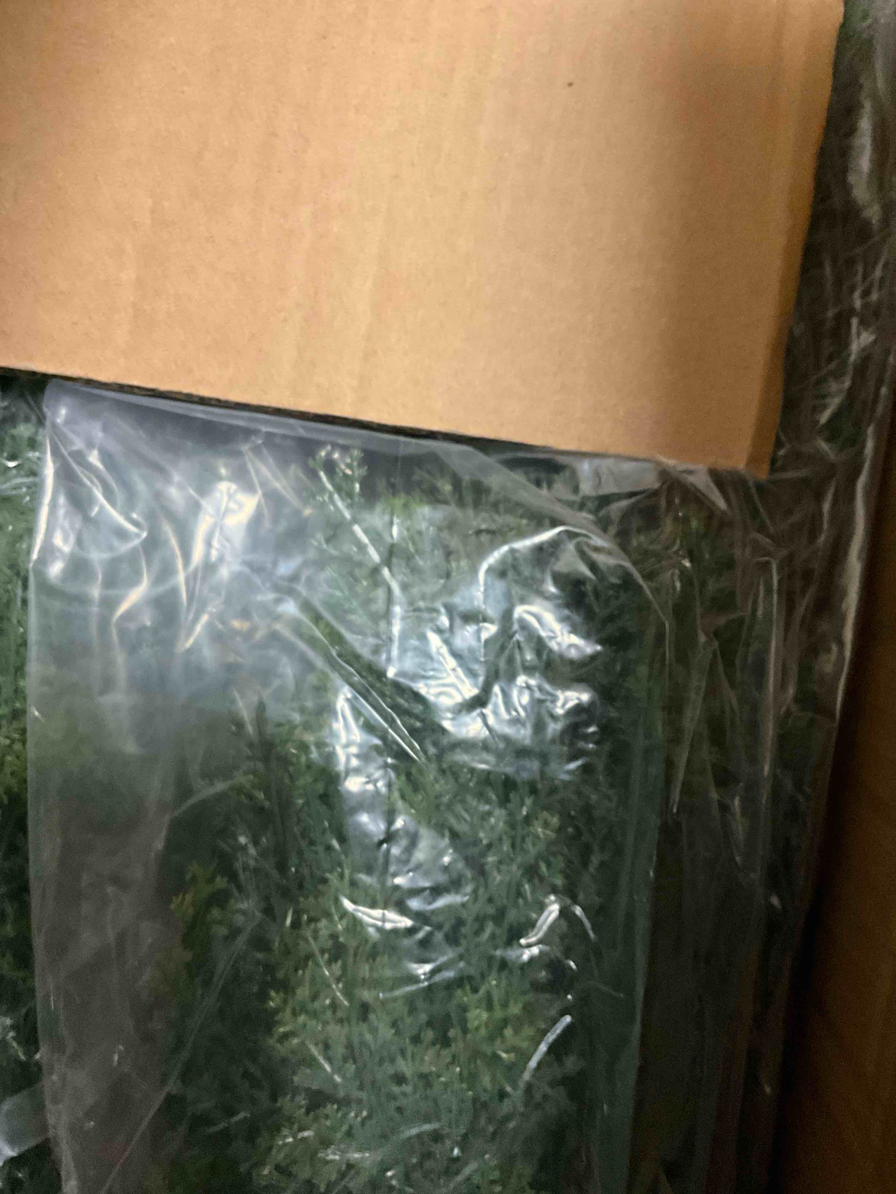 Condition photo showing New/Like New for Artificial Cedar Tree 2 Pack 3 ft Outdoor Artificial Topiary Cedar Plants Fake Tree UV Rated Potted Plants for Porch Decor Faux Pine Tree for Perfect Housewarming Gift