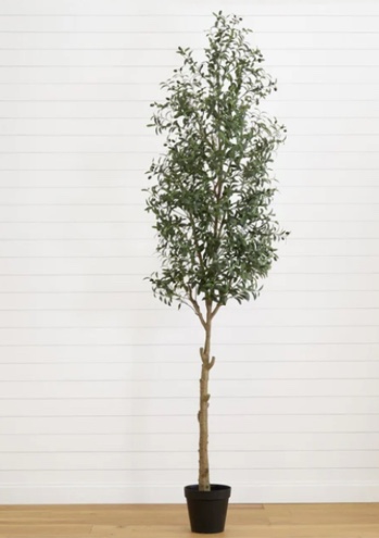10-ft  Olive Tree | Mediterranean-Inspired Decor 