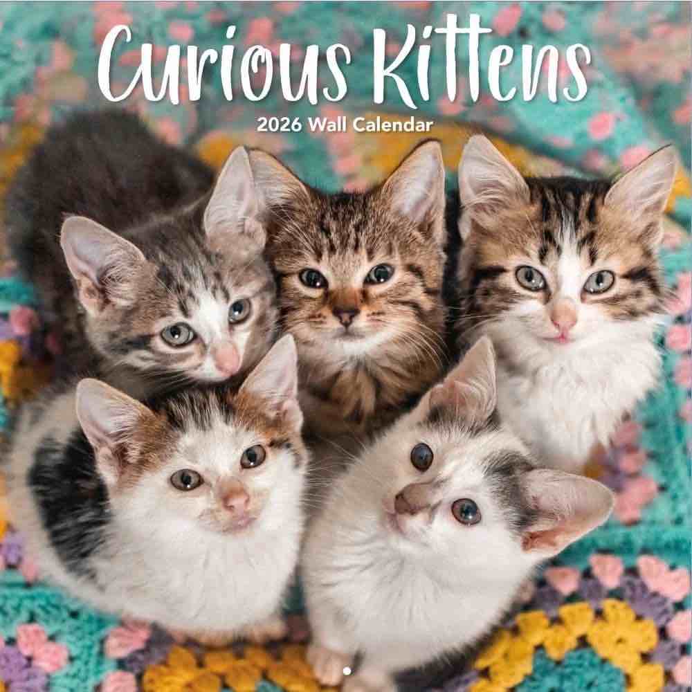 Turner Licensing, Curious Kittens 2026 Wall Calendar, 12'' X 12'', 12-Month Calendar with Stapled Binding