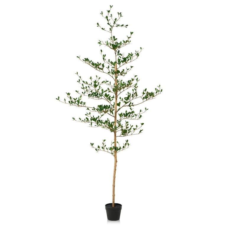 https://s3.amazonaws.com/lotting-images-prod/EmanualPiazza/TEA7037757_1781619616448.jpeg