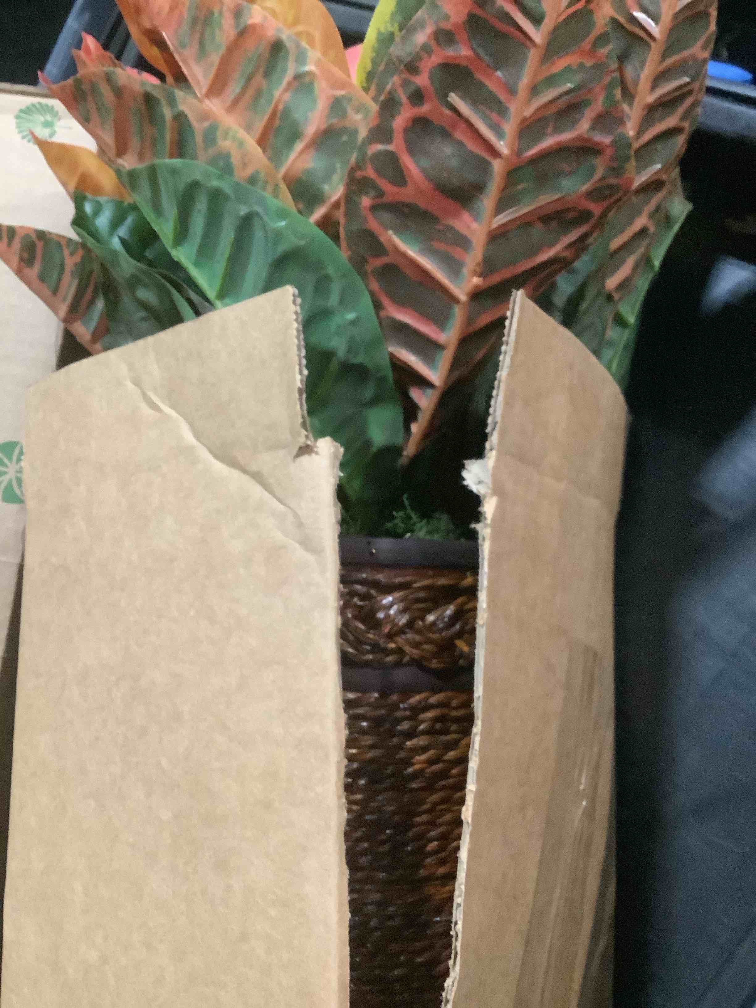 Condition photo showing Good Condition for Nearly Natural 17in. Garden Croton Artificial Plant in Basket (Real Touch)