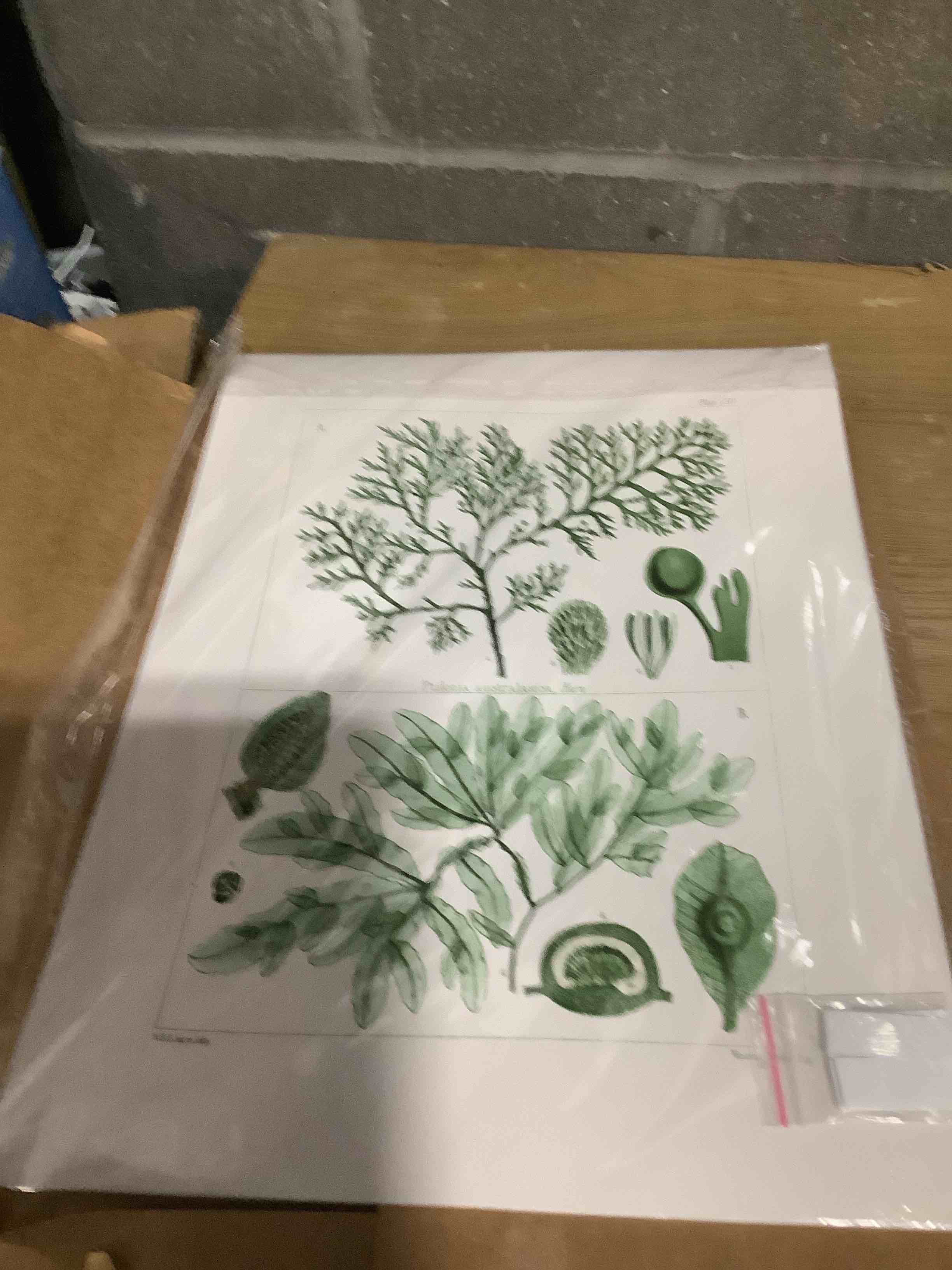 Condition photo showing Good Condition for Gatheroad Coastal Coral Wall Art, Sage Green Seaweed Watercolor Prints Set of 6 | Modern Ocean Beach Theme Pictures for Nautical Bathroom Decor | Marine Life Artwork, Unframed 12x16 Inch Onion green 12X16INCH