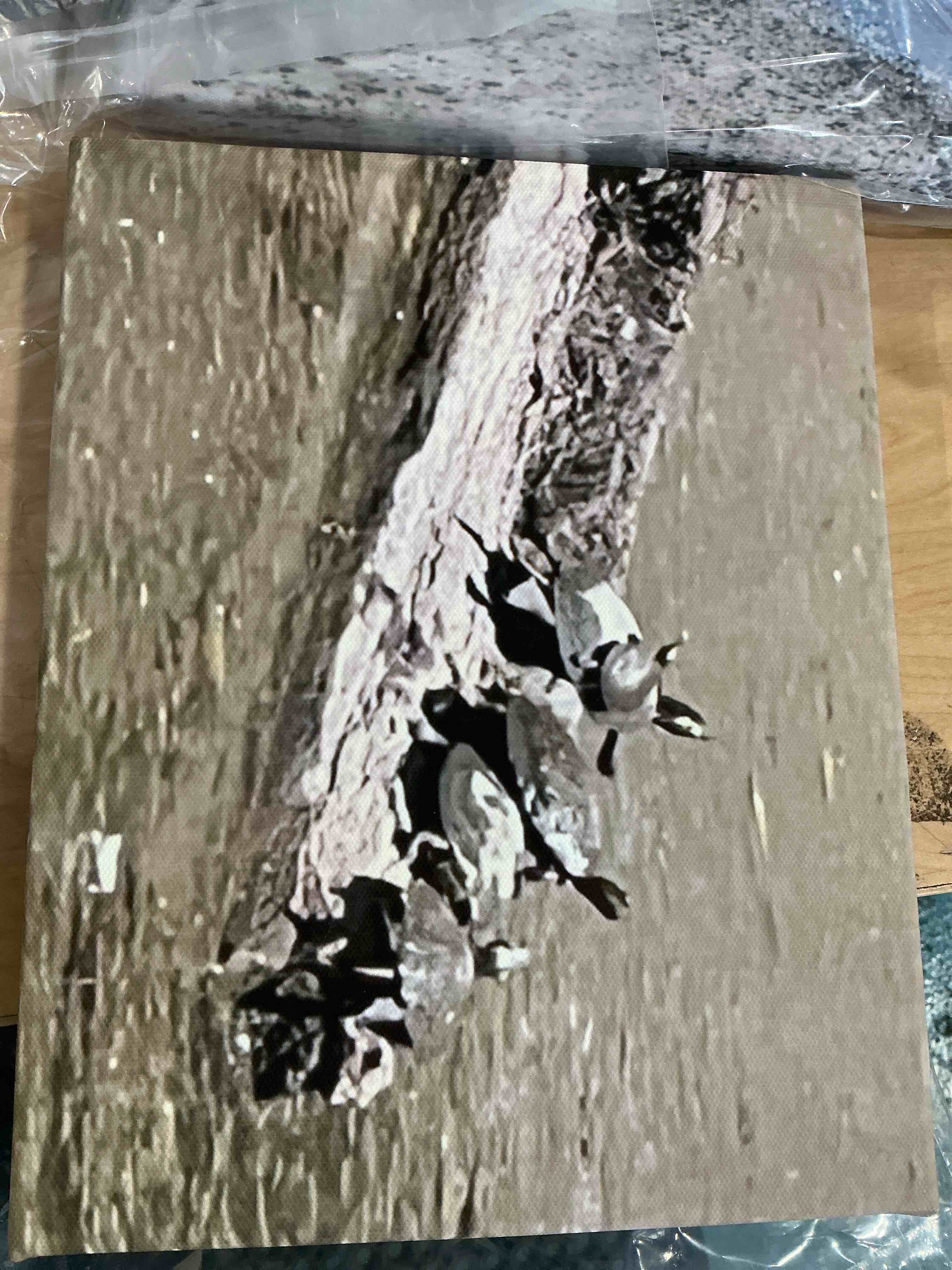 Condition photo showing New/Like New for a small clock of ducks gathered along the edge of a body of water, black and white wildlife photography canvas 08.10 in