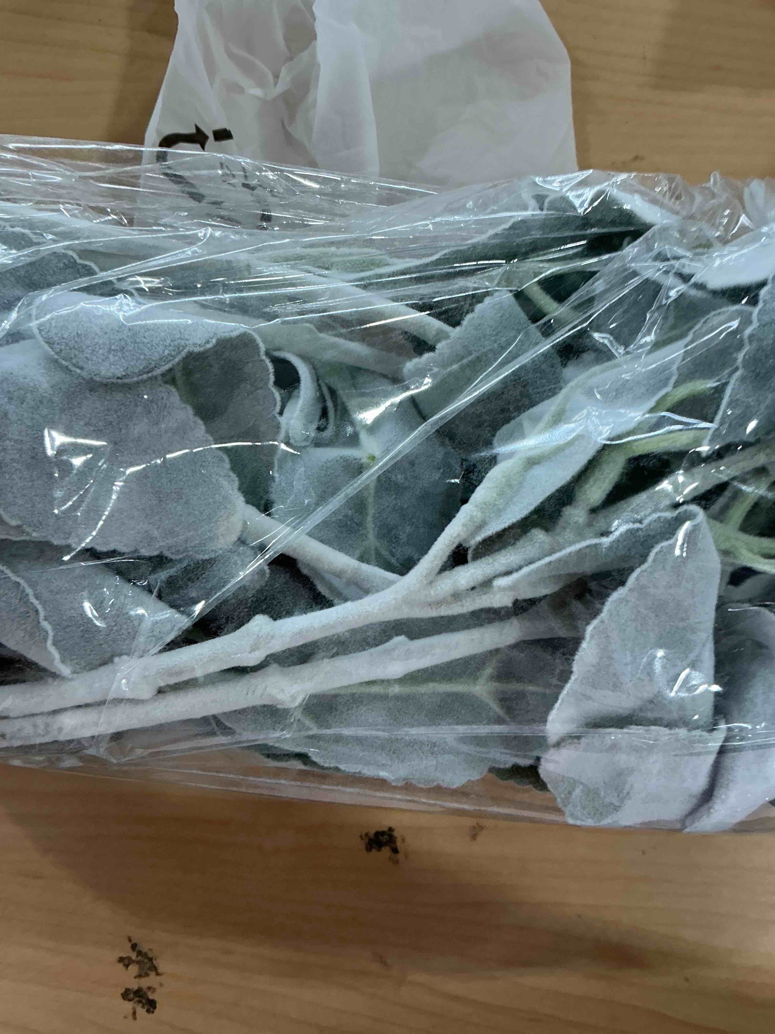 Condition photo showing Good Condition for Jexine 15 Pcs Artificial Lambs Ear Greenery Stems Faux Branches for Weddings Bouquets Picks Rustic Wedding Centerpiece Artificial Greenery Spray for Home Farmhouse DIY Wreath Floral Arrangement