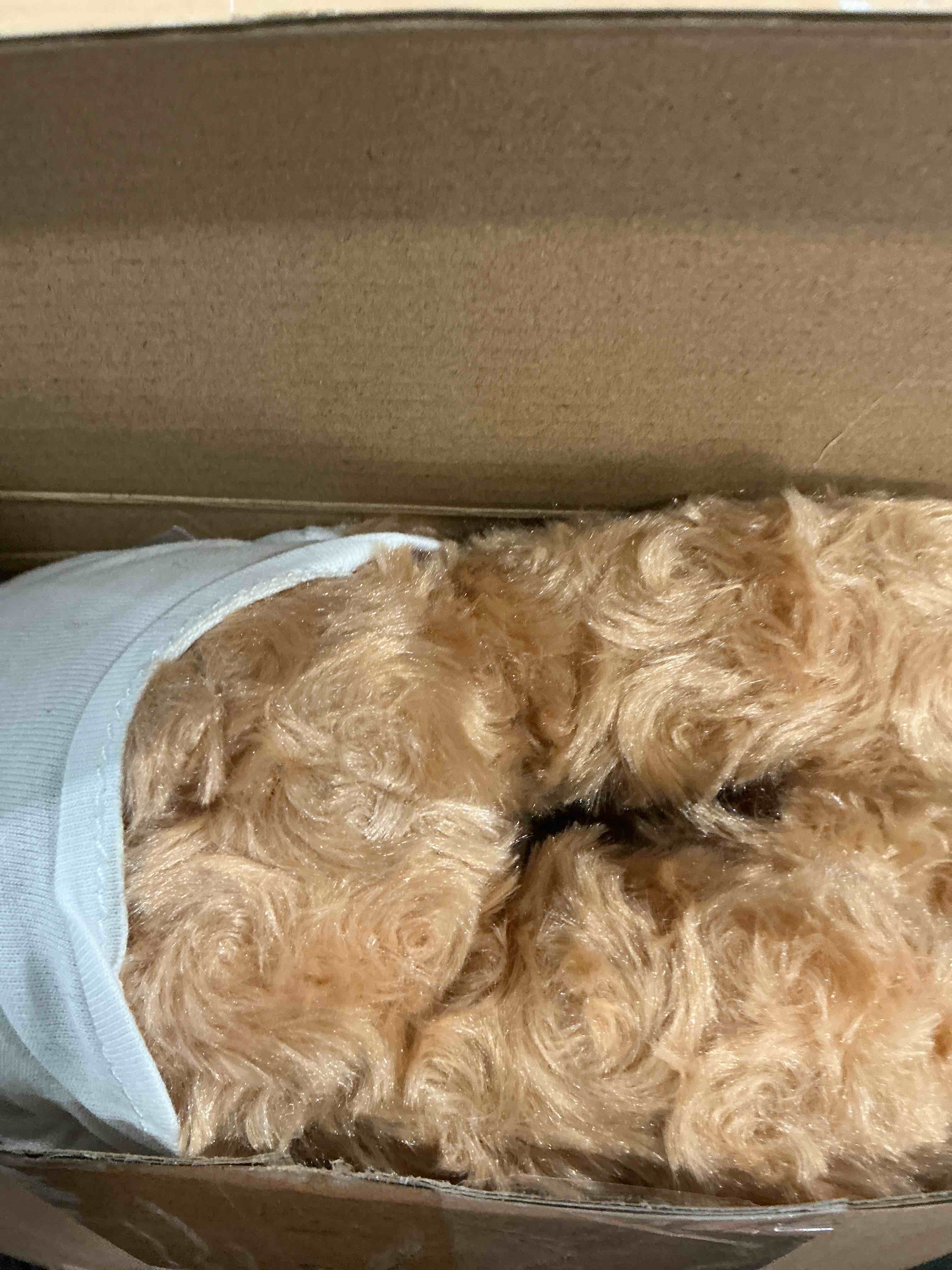 Condition photo showing New/Like New for Blueweenly 20 Pcs Make Your Own Valentines Stuffed Bear Kit Including 9.84 Inches Velvet Animal White T Shirt 12 Colors Pens and Card DIY Stuffed Plush Valentine Gift for Crafts(Khaki,Bear) Khaki Bear