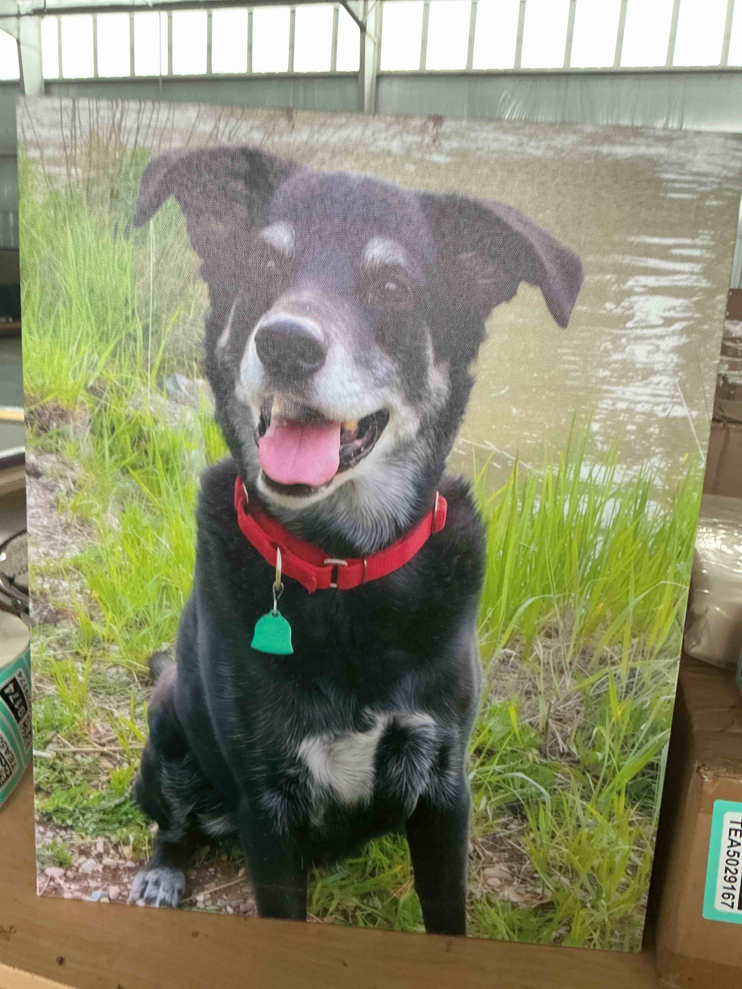 Condition photo showing New/Like New for custom canvas prints with your photos framed canvas customized wall art personalized canvas pictures for pet/family gifts for mom/men/women 8 x 10