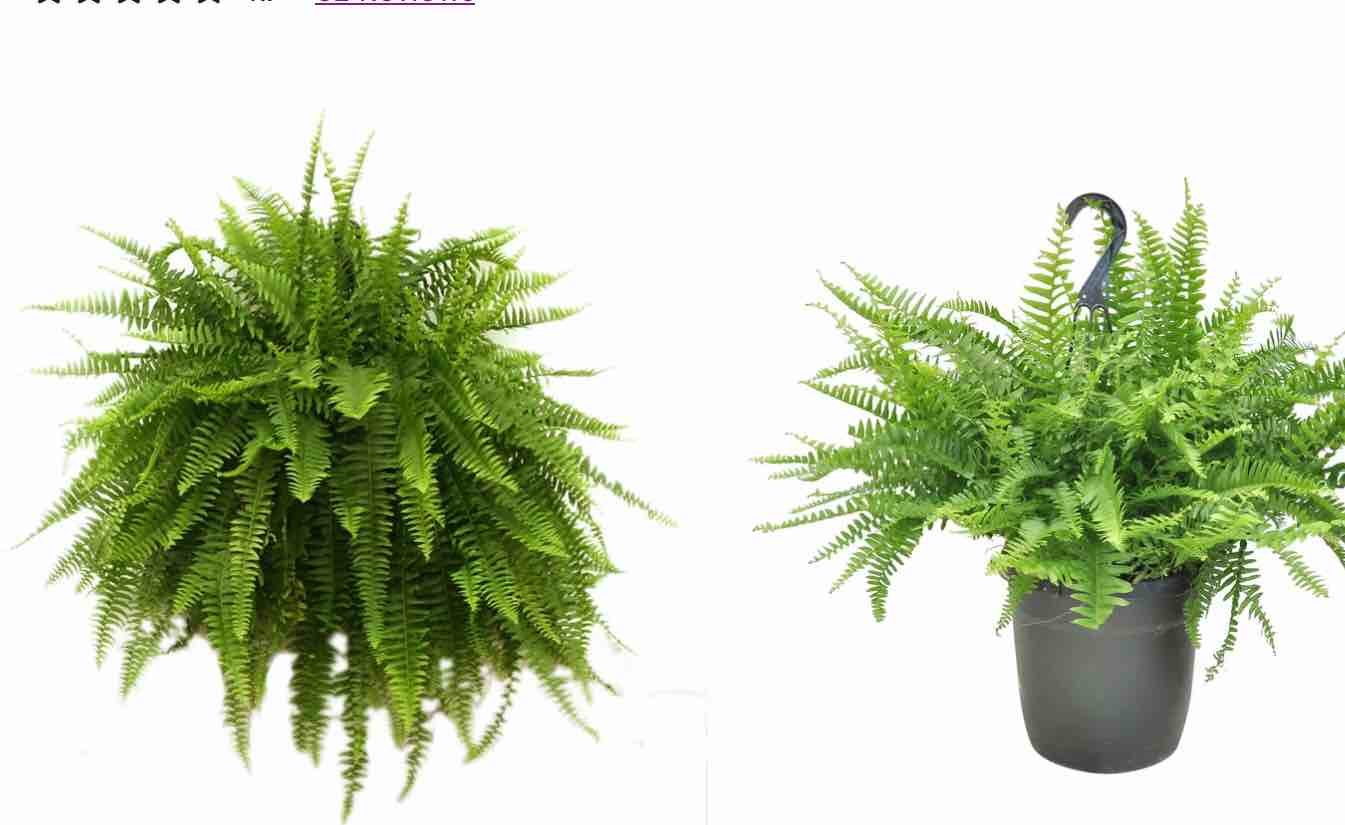 Plant / Costa farms live Boston fern low