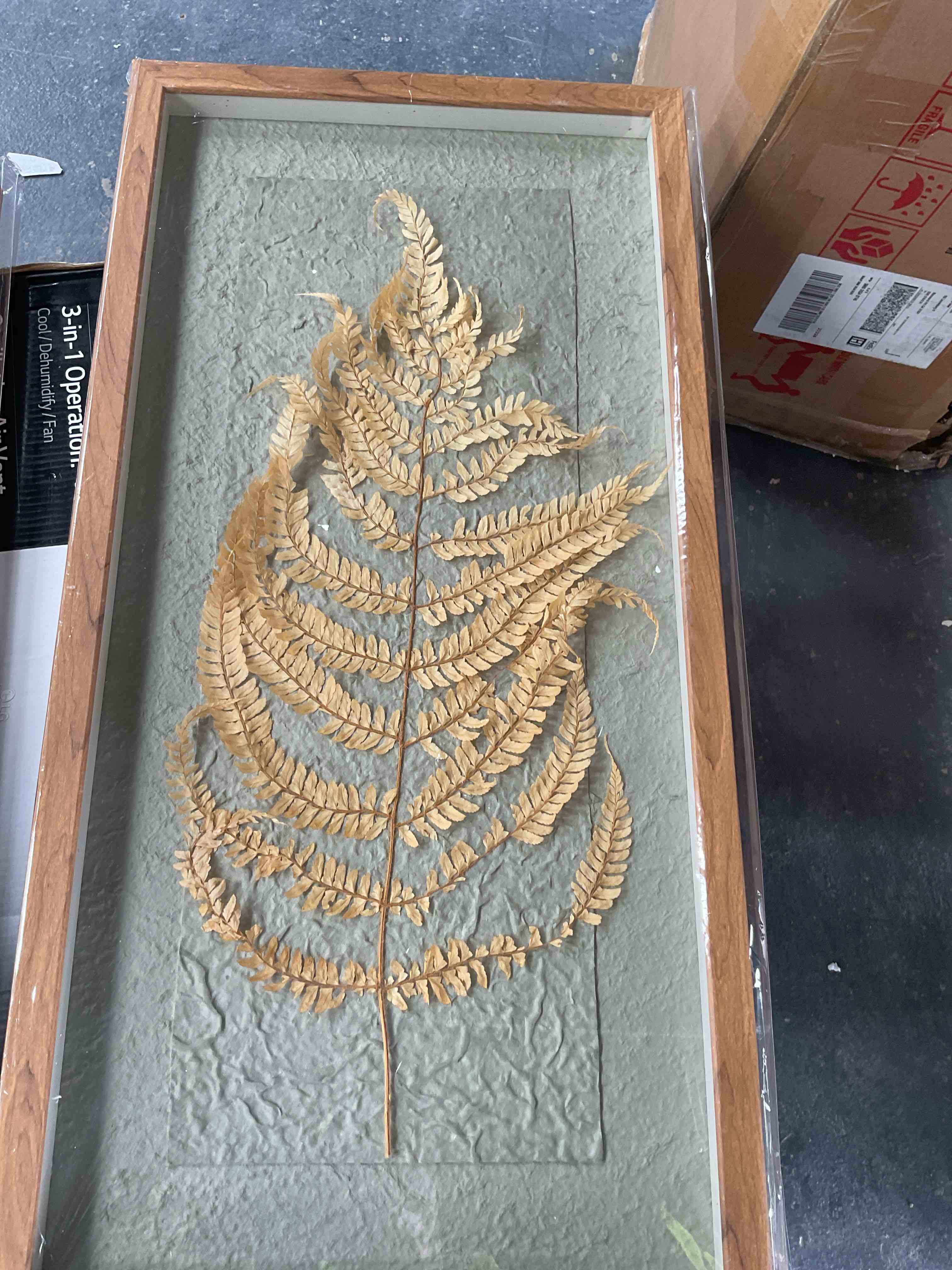 Condition photo showing Good Condition for framed ferns dried 