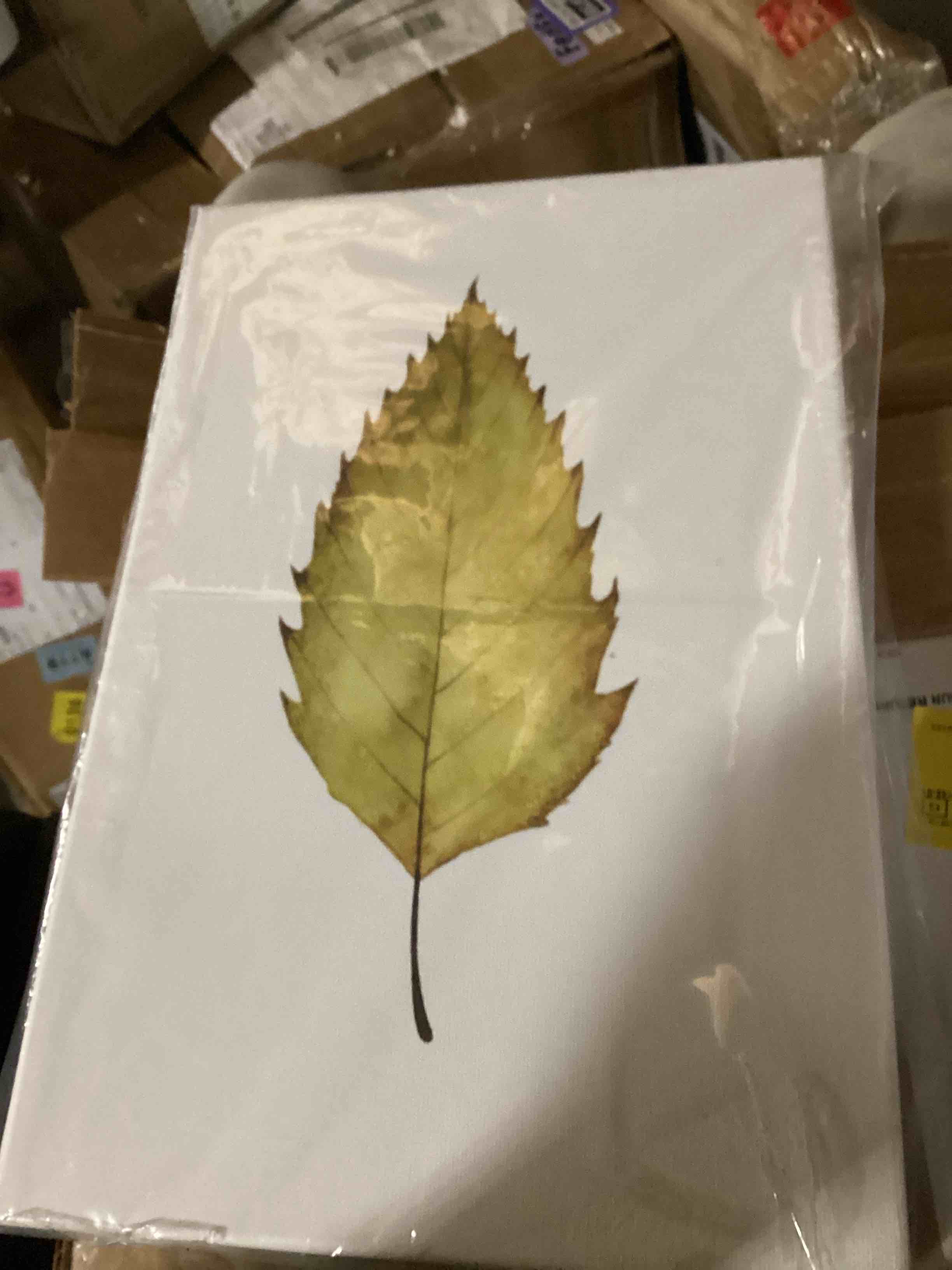 Portrait of a green leaf