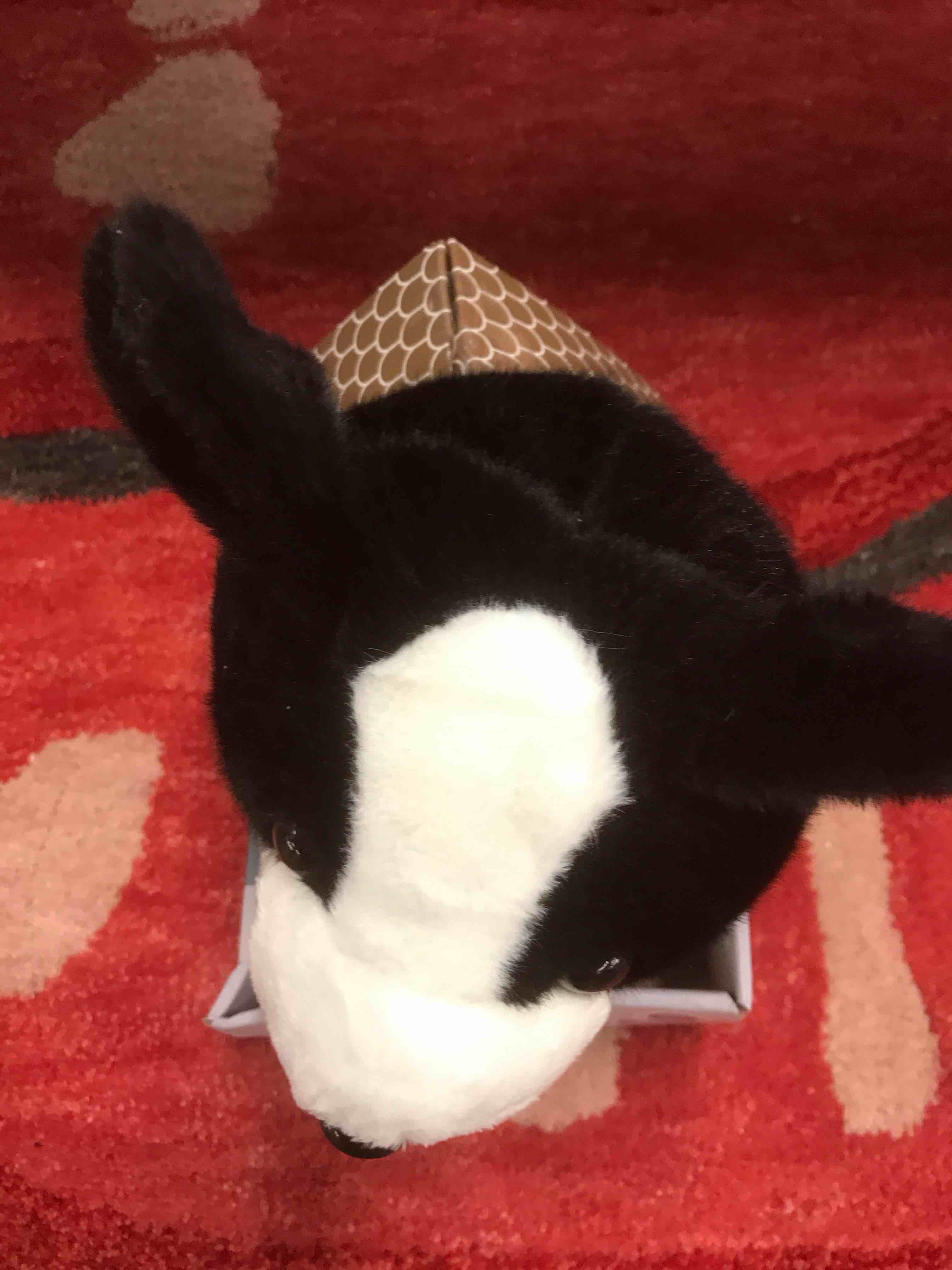 Huggable Border Collie cuddle and calm