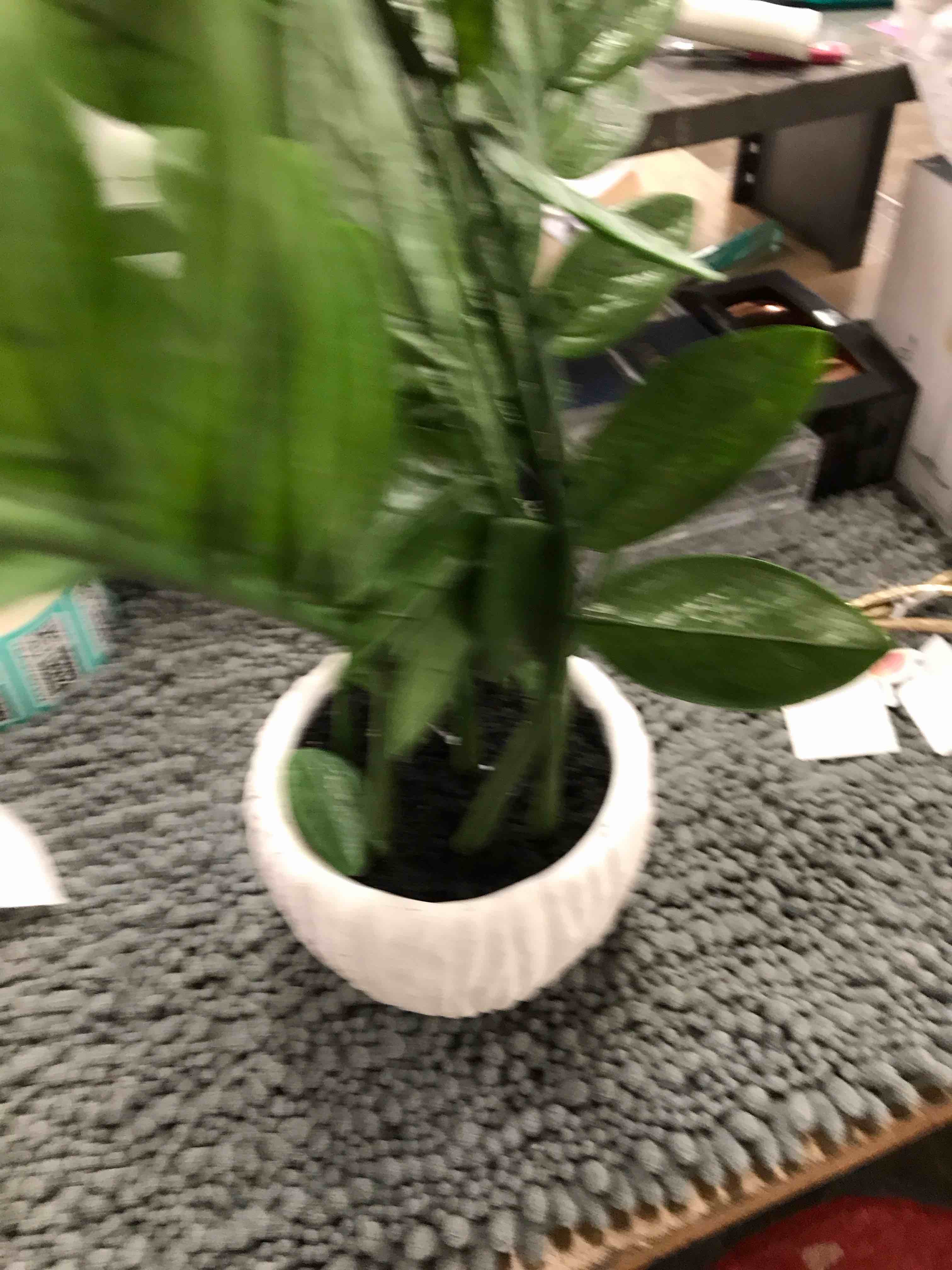 Fake Plant