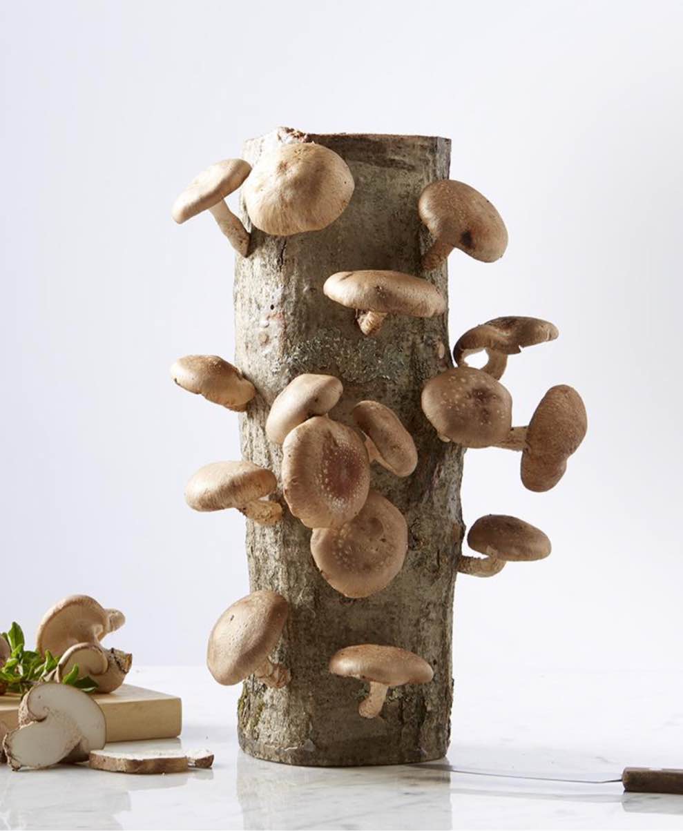 The Shiitake Mushroom Log