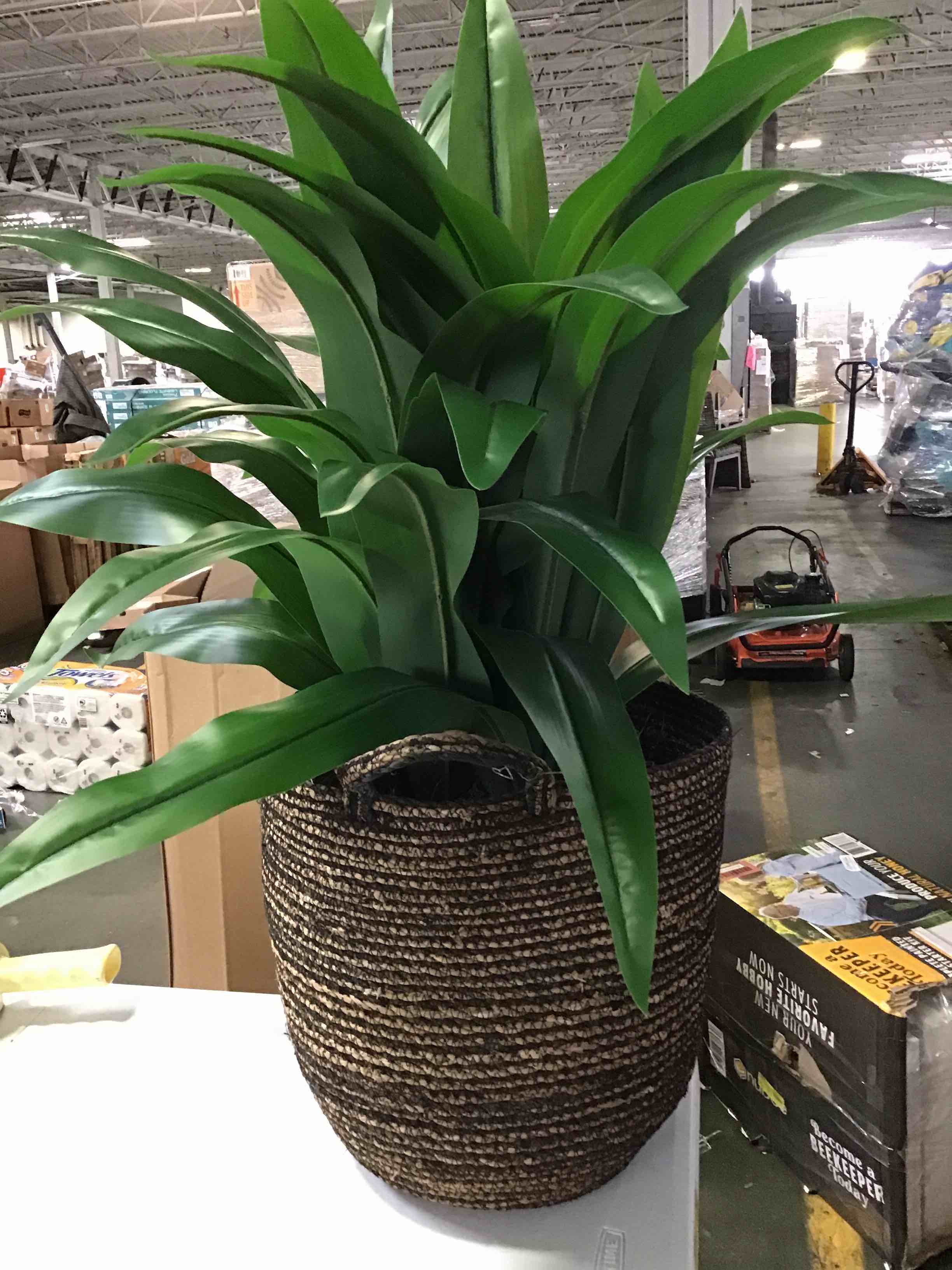 Members mark Designs by Lauren Artificial Dracaena Plant Floor Decor