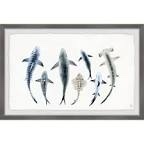 Saugatuck Shark Types II Framed Art