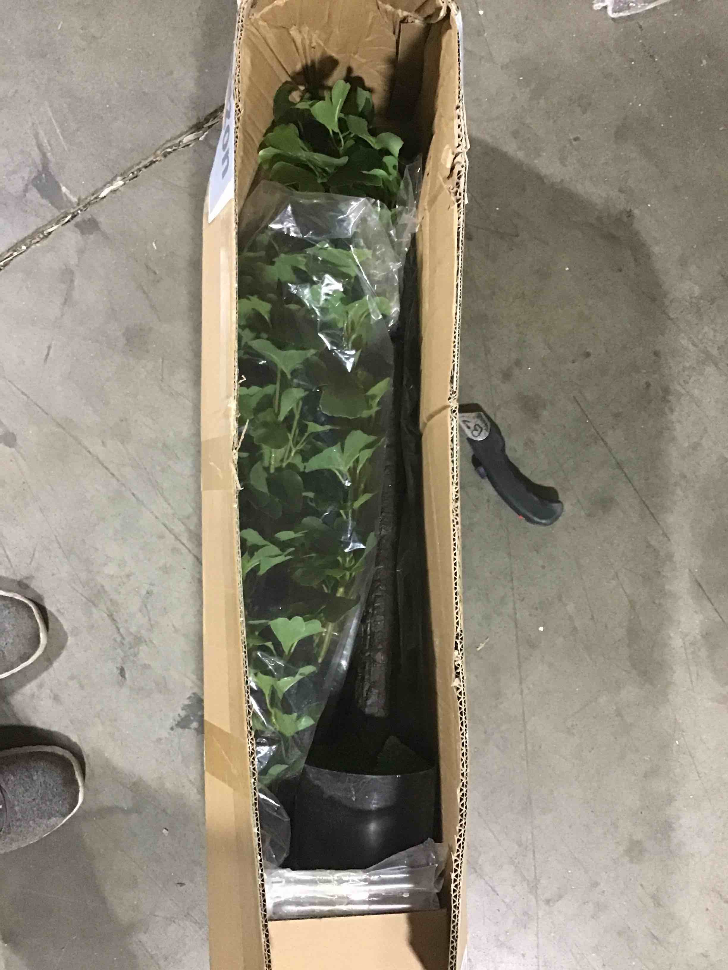 5 Feet Bird of Paradise Artificial Plant, Comes with Black Pot, Large,Vibrant Banana Leaf Design, Faux Plants Indoor, Floor Plants for Living Room Decor, Ideal for Home Garden & Office