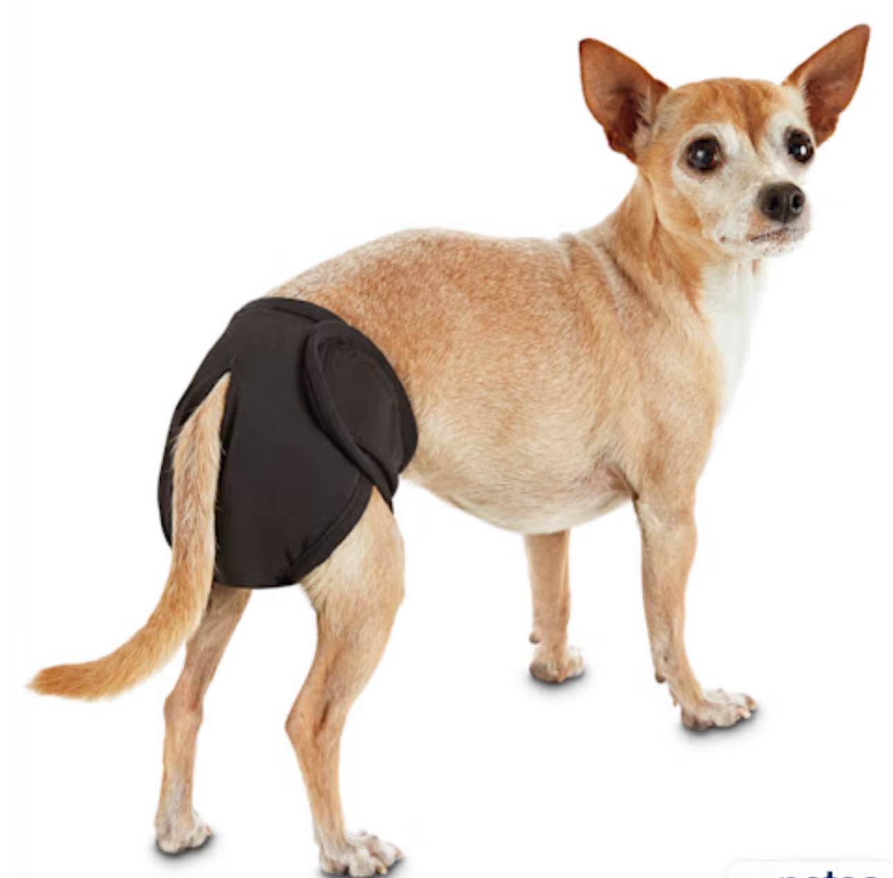 Reusable Washable Dog Diapers, 3 Pack Size M 