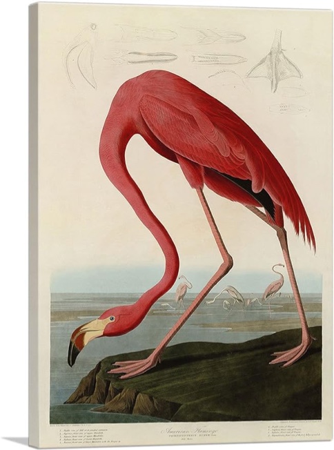 American Flamingo by James Audubon - Wrapped Canvas Painting Print