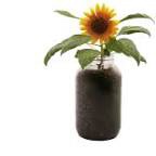 Back to the Roots Organic Sunflower Grow Kit