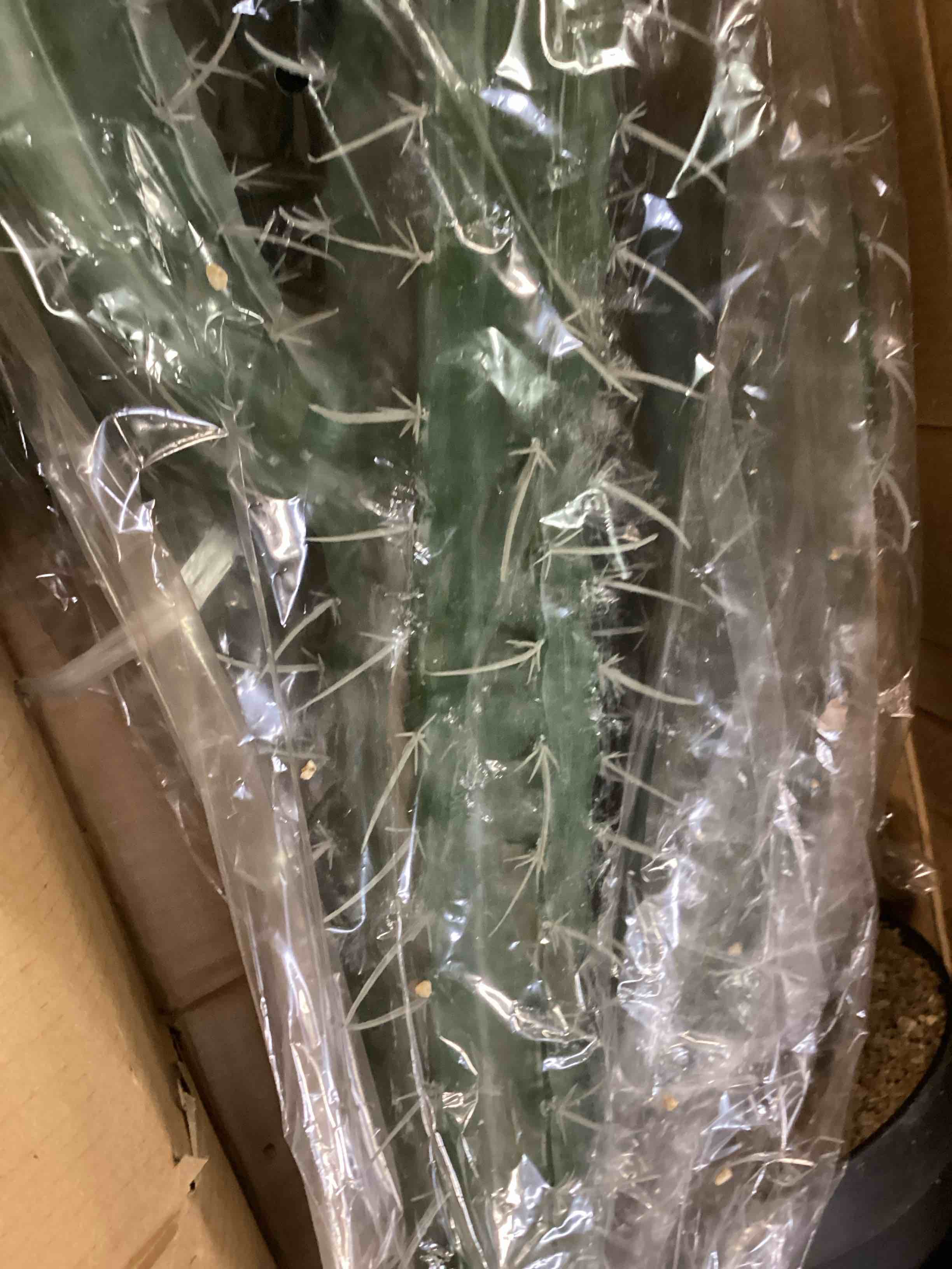 https://s3.amazonaws.com/lotting-images-prod/bidfta/BRN0328411_1729014756770.jpeg