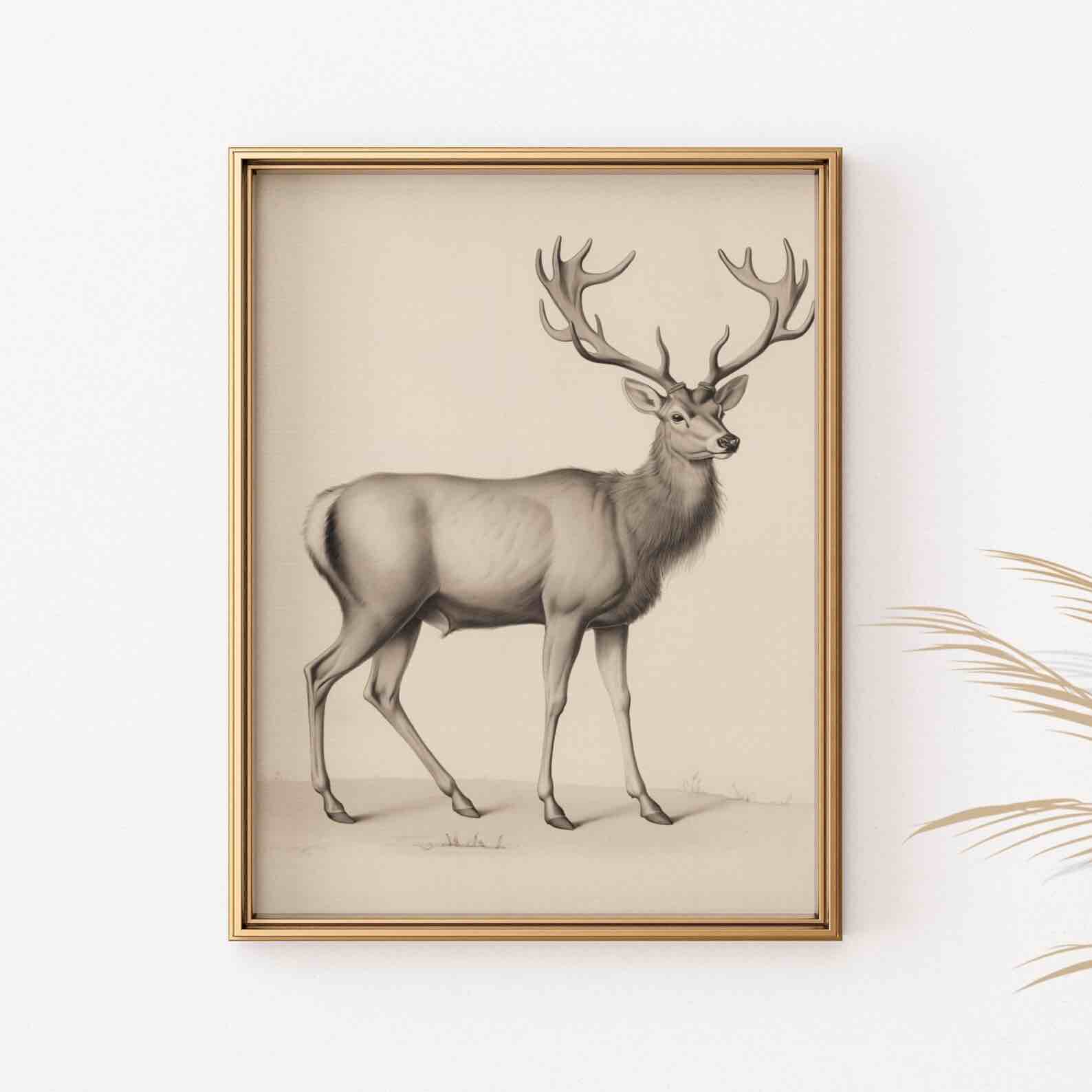 Vintage Inspired Deer Illustration, Rustic Wall Art Poster, Antique Animal Drawing, Unframed Nature Print, Classic Home Decor, Chic Wildlife