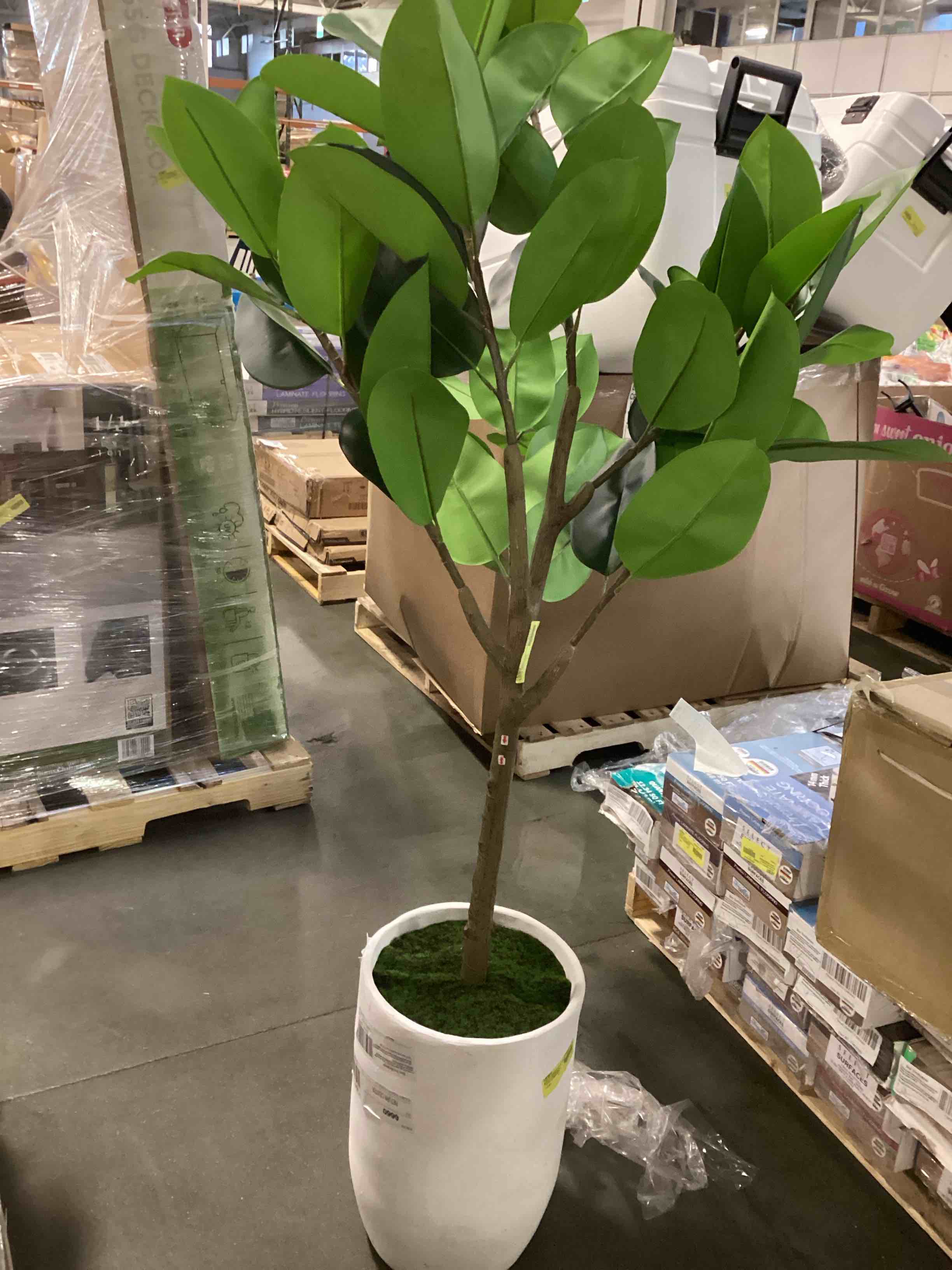 Artificial 6' Boxed Rubber Tree in White Ceramic Planter