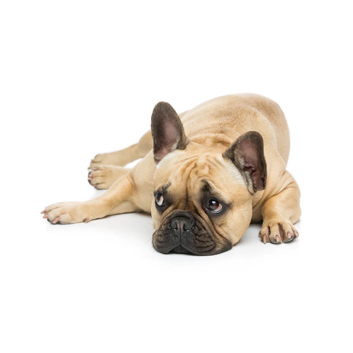 Kemarley “Beautiful French Bulldog Dog” Canva