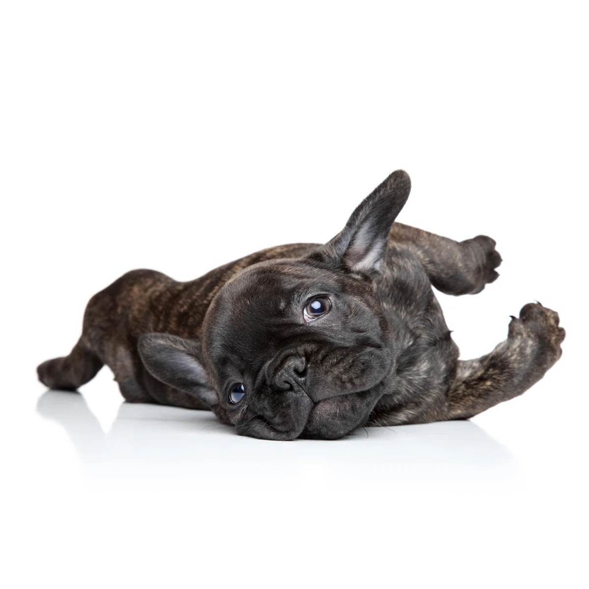 " French Bulldog Puppy " by Fotojagodka Canva