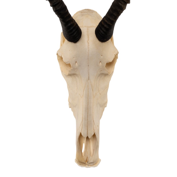 Khushveer Real Blesbok Antelope Skull V-Shapewayfair