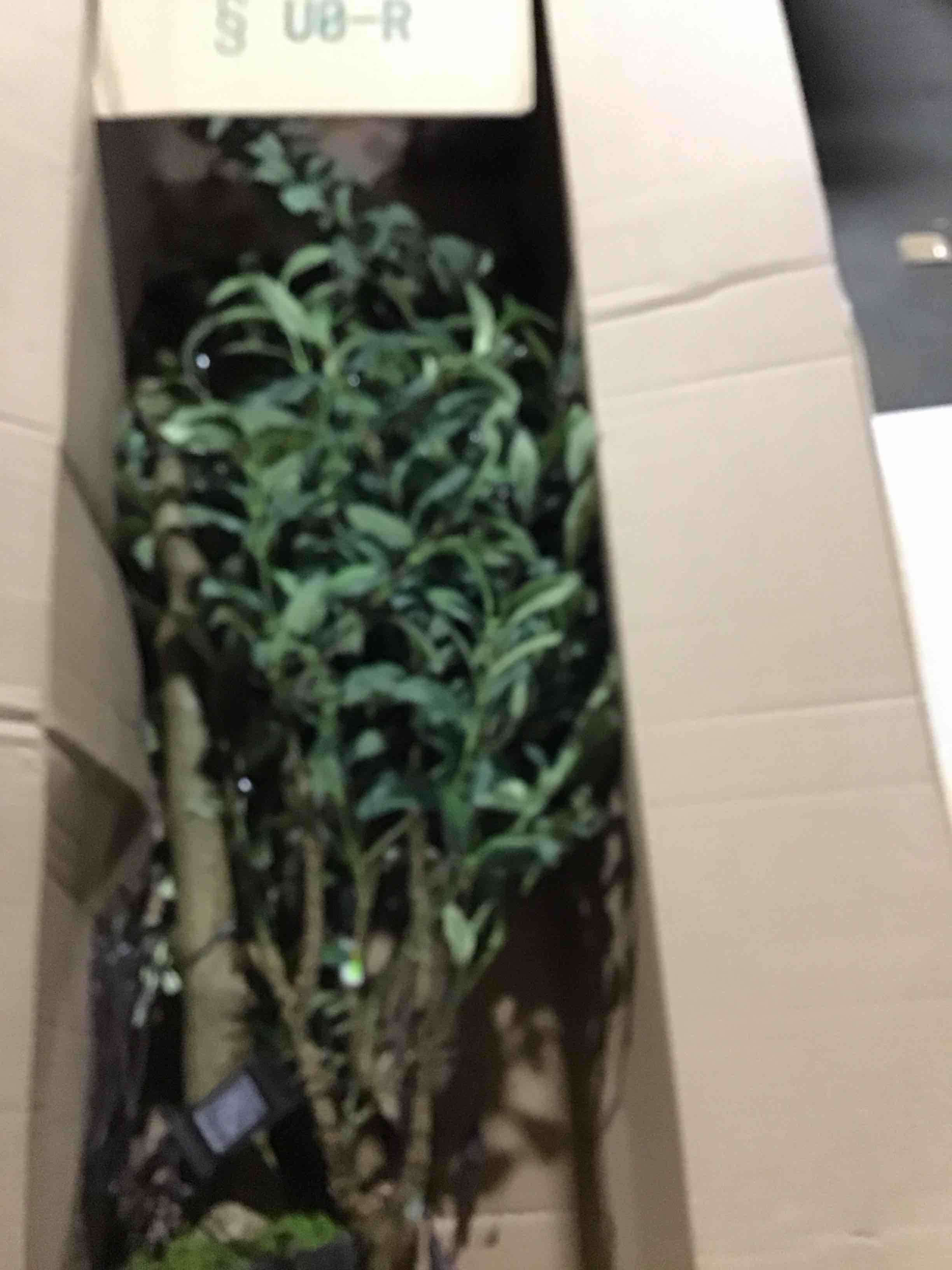 https://s3.amazonaws.com/lotting-images-prod/bidfta/BRN1694482_1737984074143.jpeg
