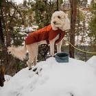 Ruffwear Dog Gear