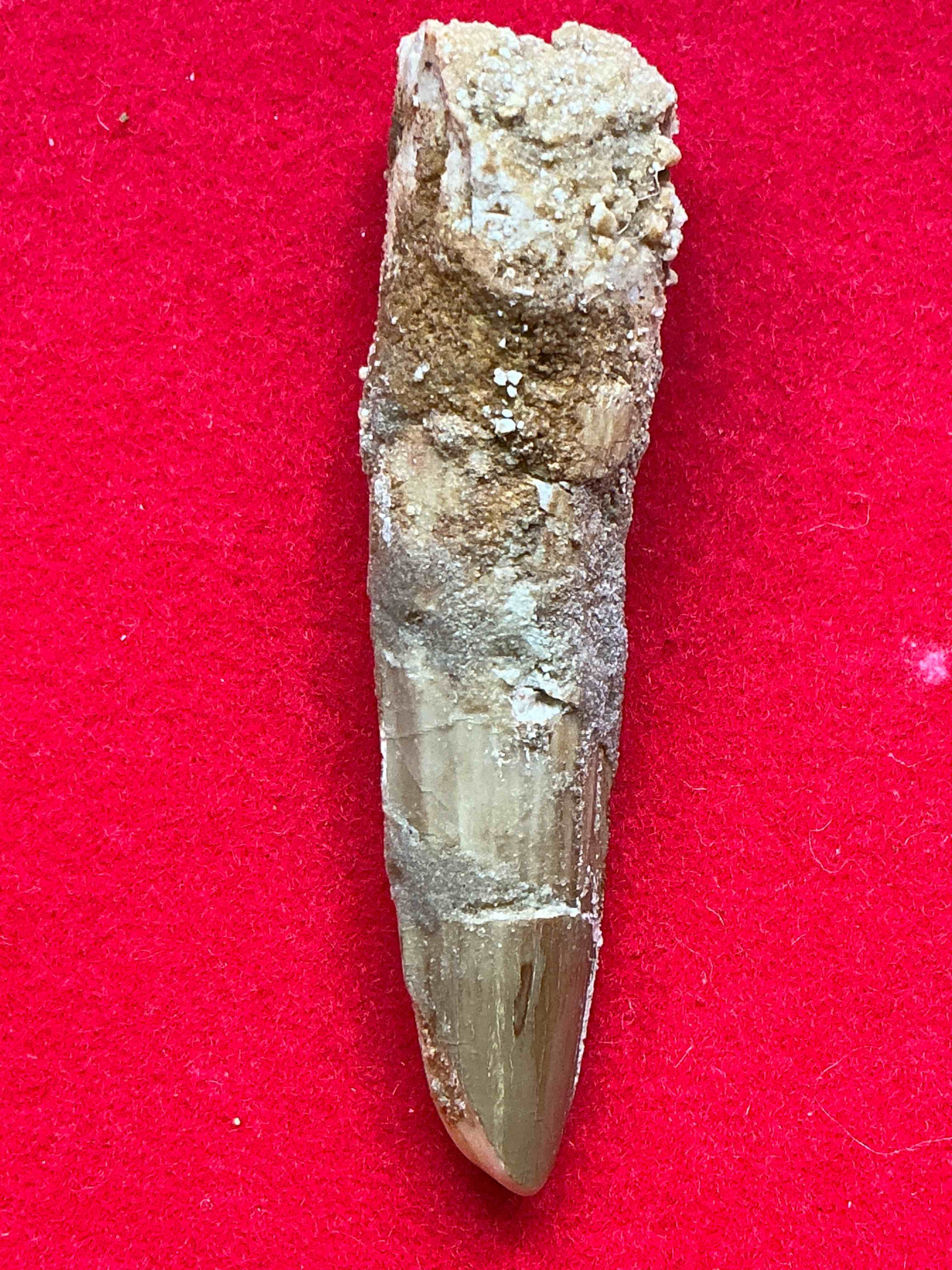 Collector’s Dream! Pokémon, Sports Cards, Gold & More!