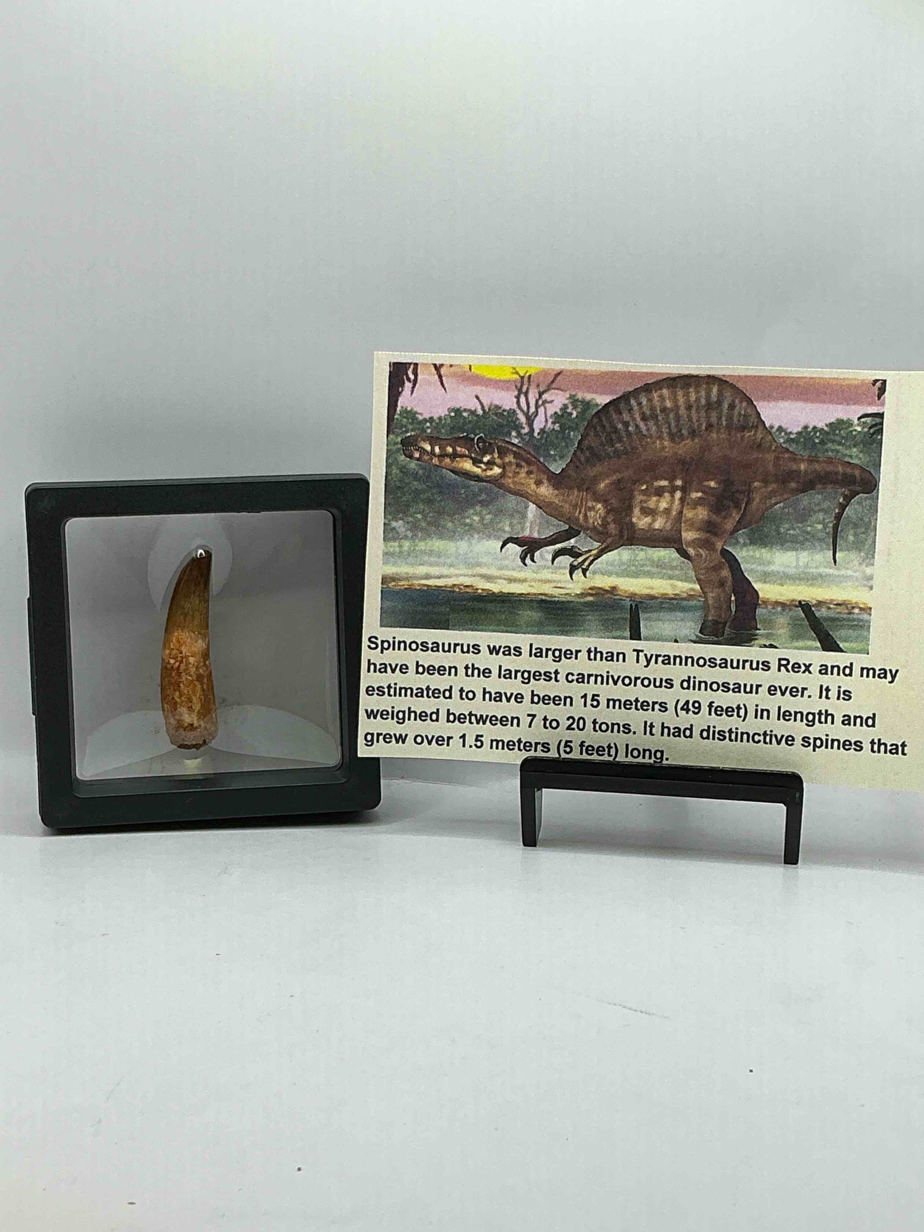 Collector's Dream! Pokémon, Sports Cards, Gold & More!