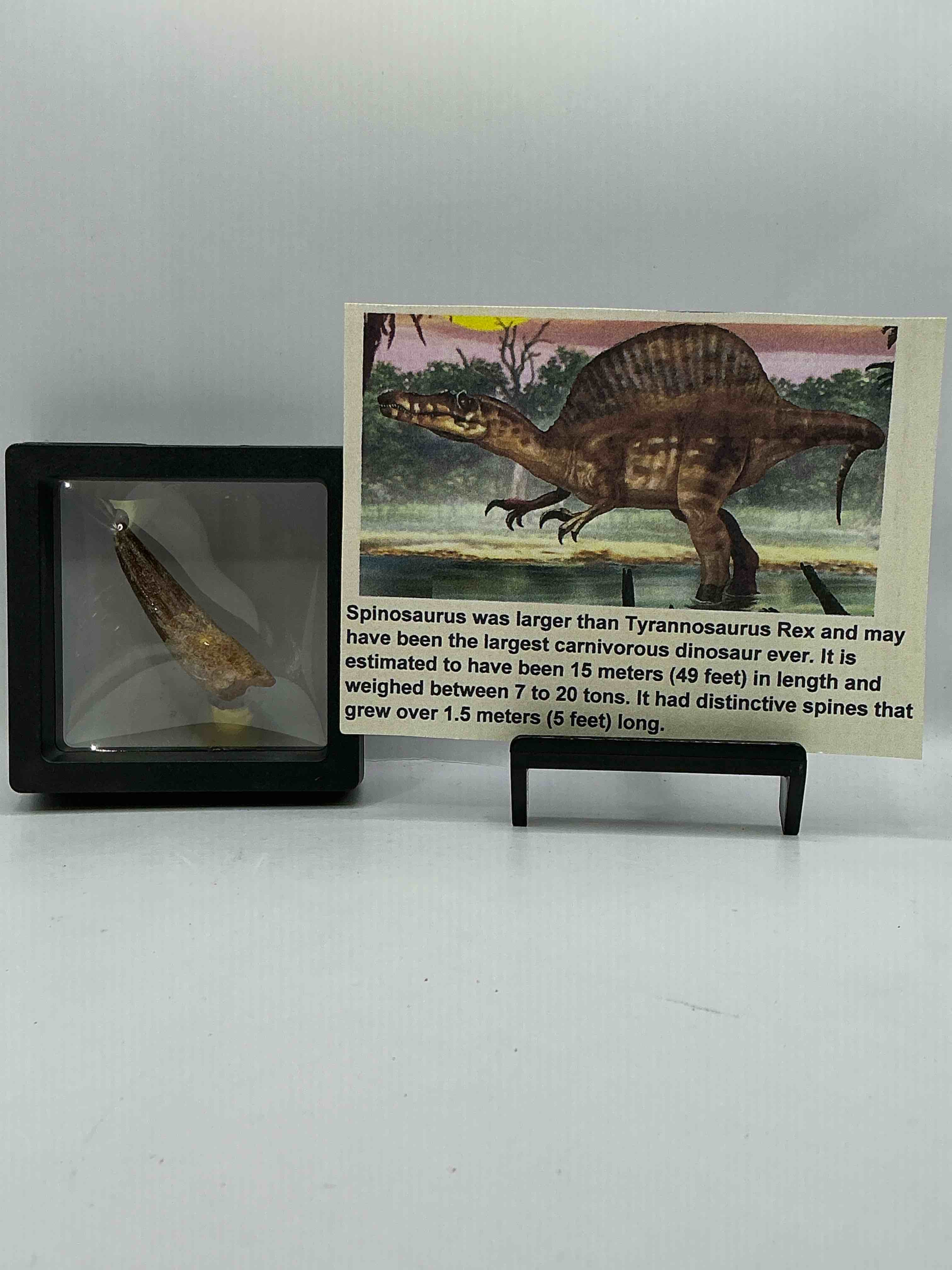 Collector's Dream! Pokémon, Sports Cards, Gold & More!