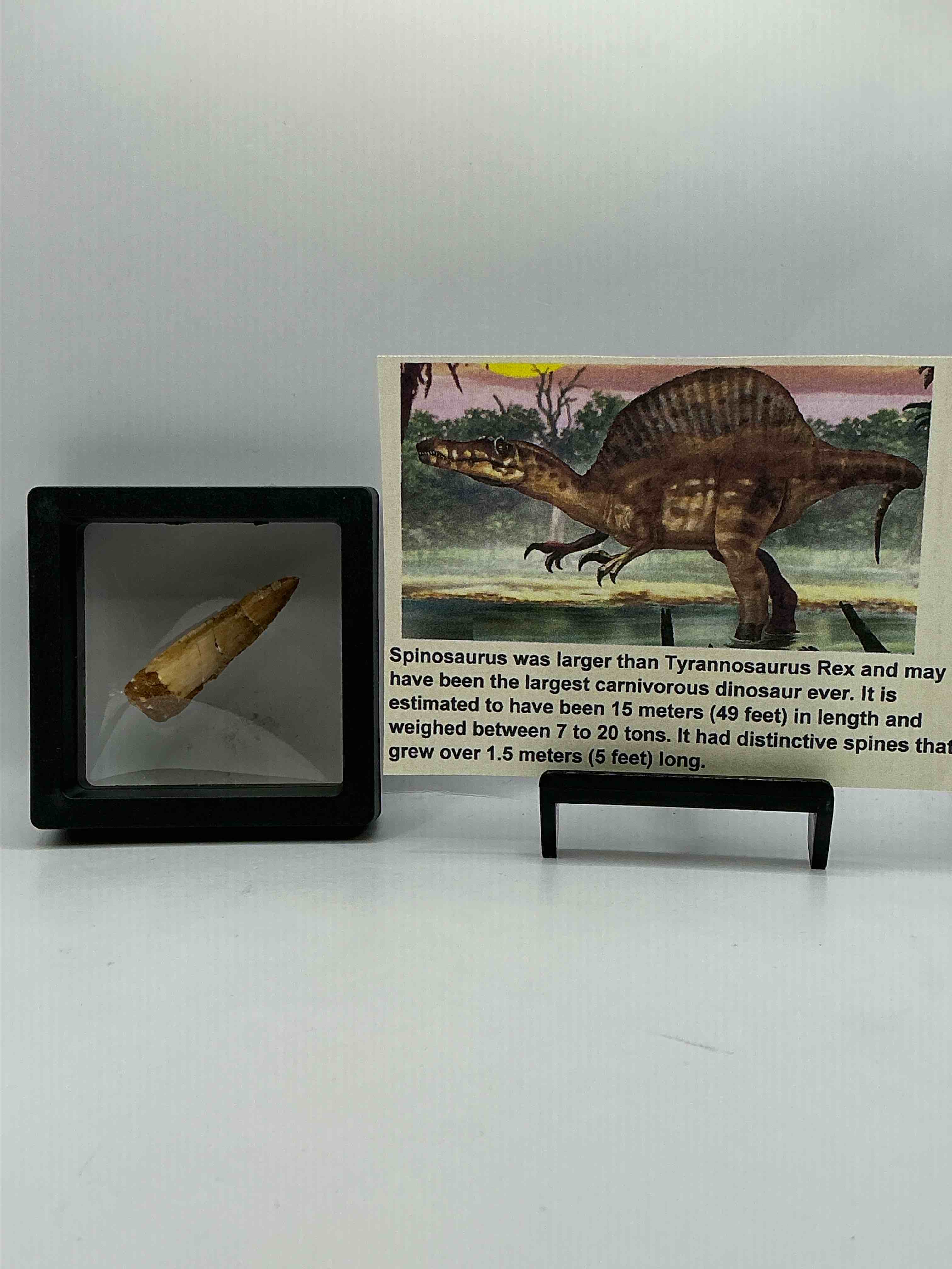 Collector's Dream! Pokémon, Sports Cards , Gold & More!