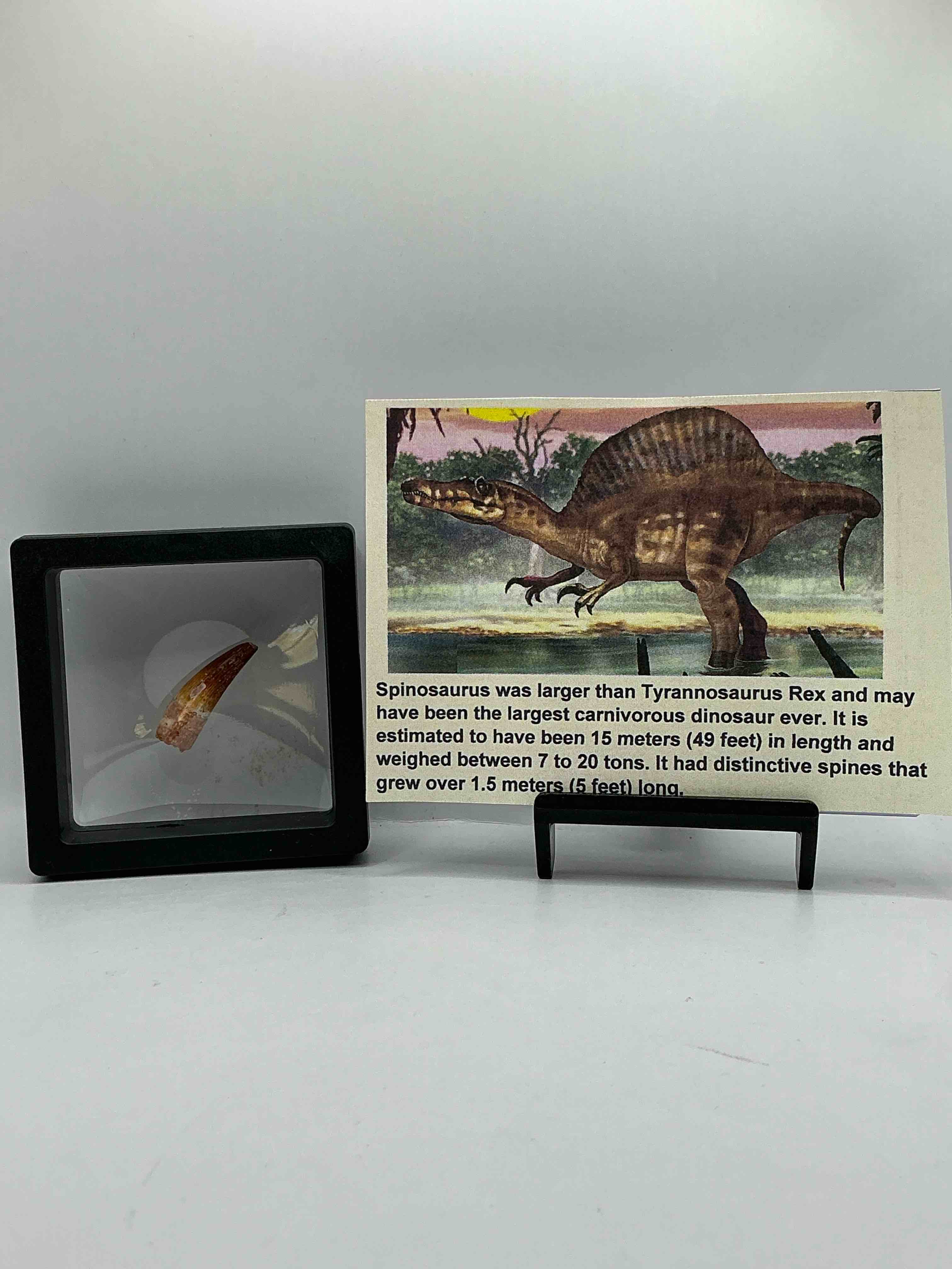 Collector's Dream! Pokémon, Sports Cards, Gold & More!