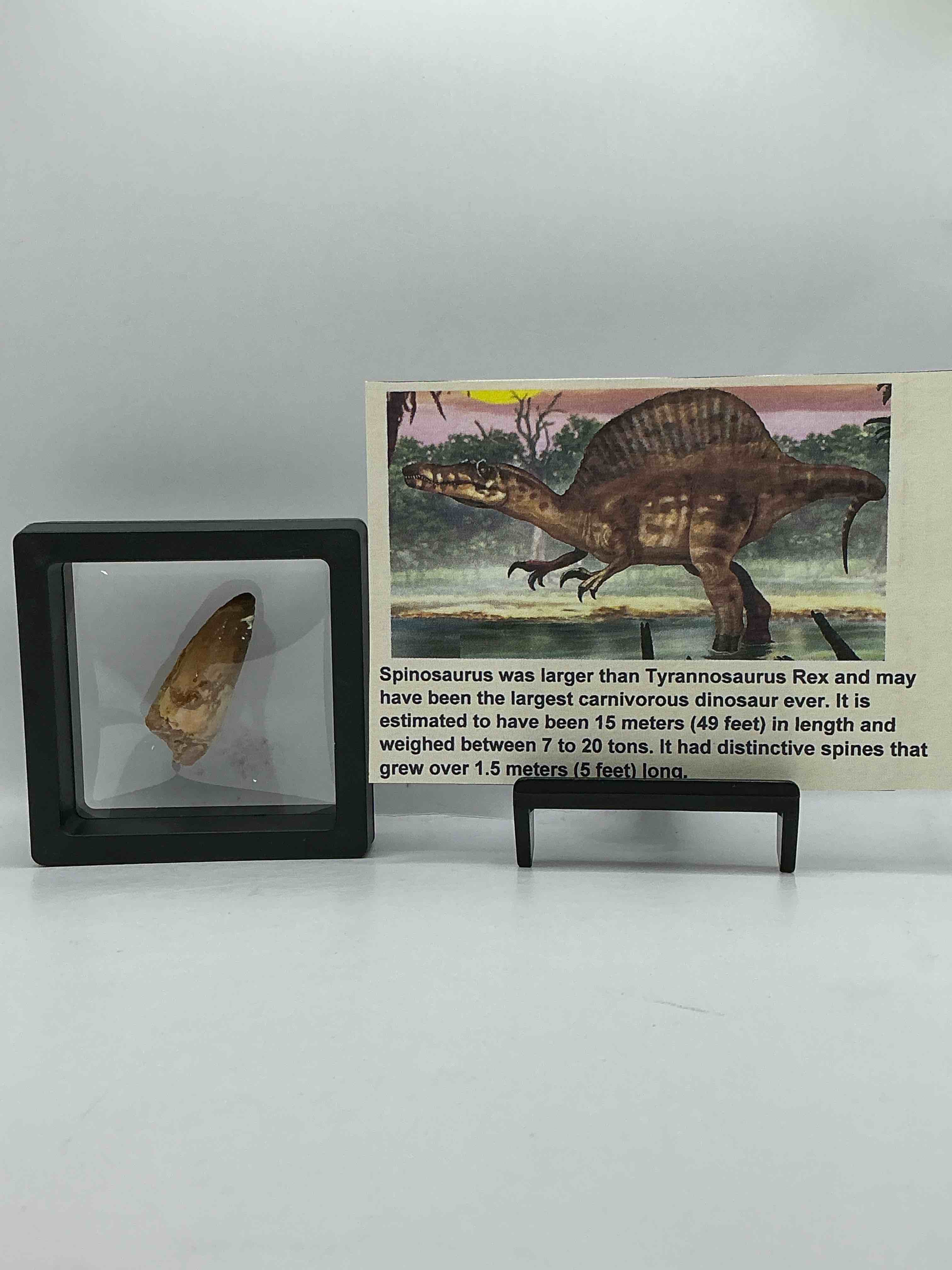 Collector’s Dream! Pokemon, Sports Cards, Gold & More!