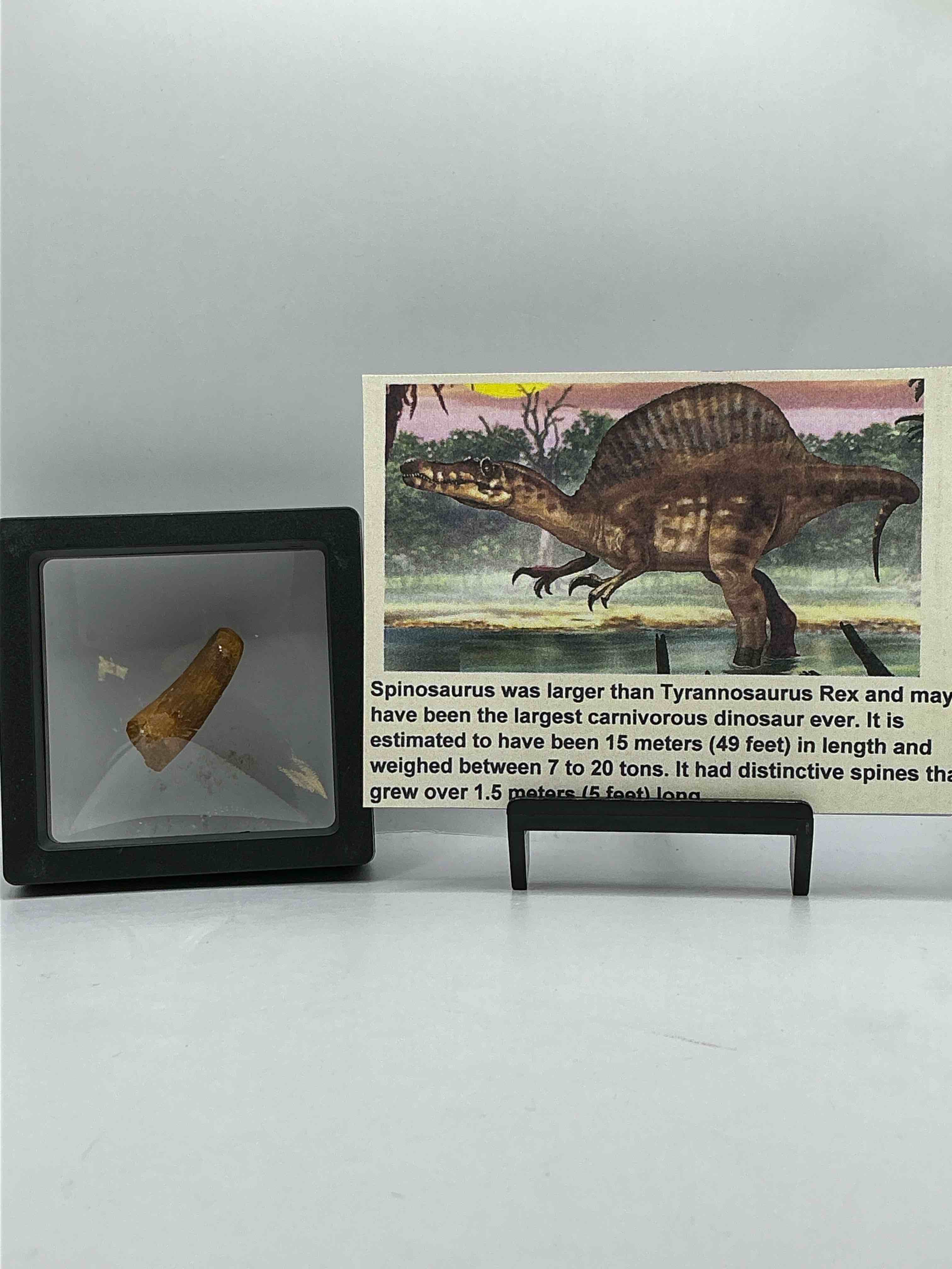 Collector’s Dream! Pokémon, Sports Cards, Gold & More!