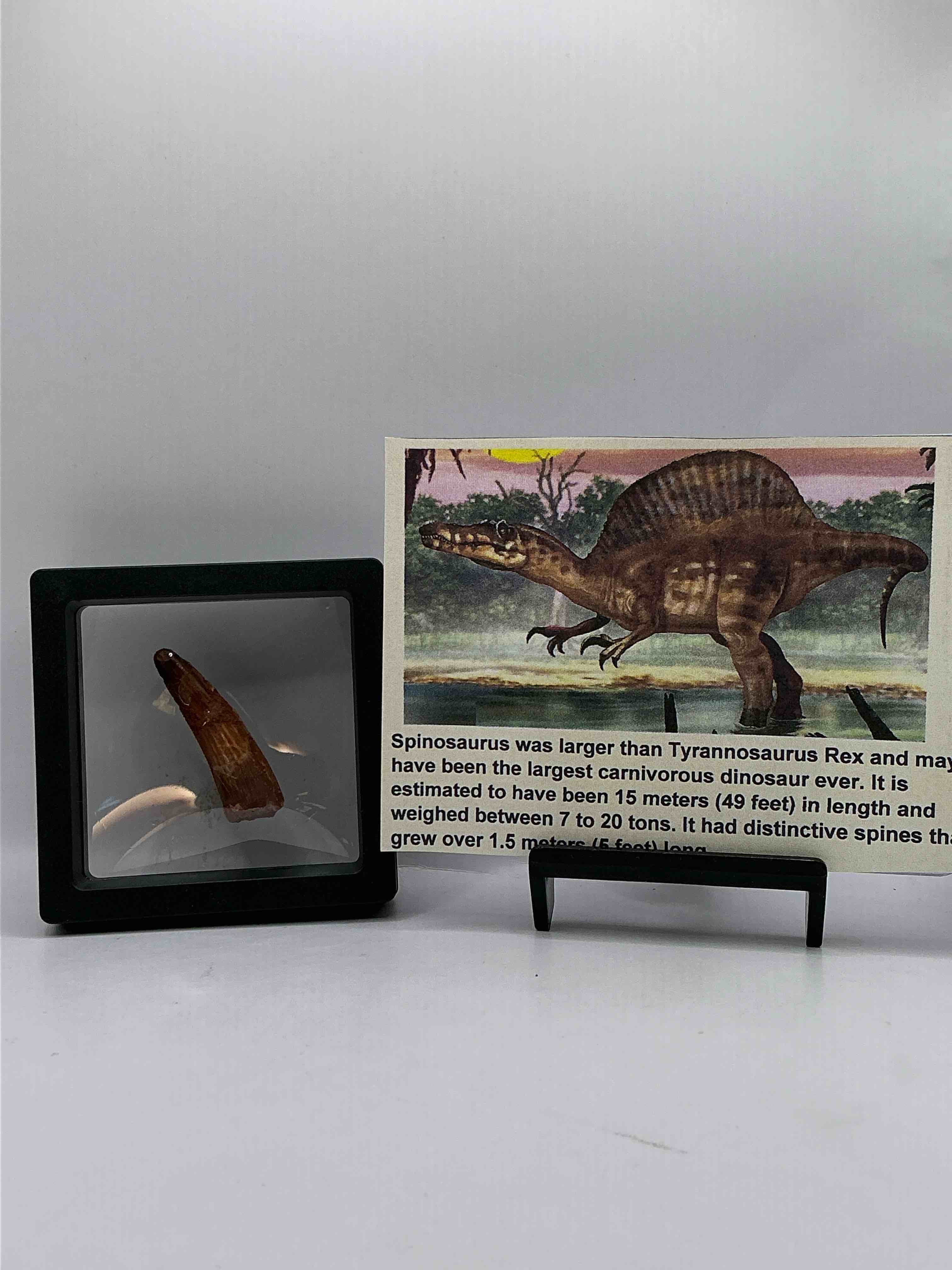 Collector's Dream! Pokémon, Sports Cards, Gold & More!