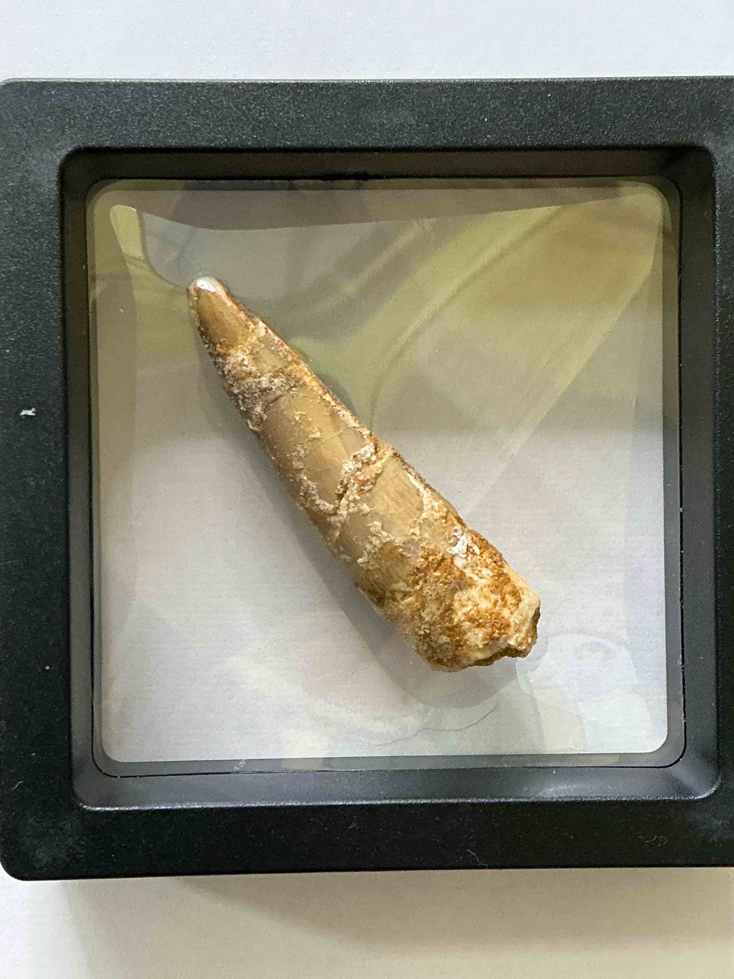 Spinosaurus Dinosaur Tooth, Genuine! Wow! Authentic Fossilized Spinosaurus Tooth! This Tooth Is From A Real, Fossilized Spinosaurs Dinosaur, From The Cretaceous Period (Living 112-97 Million Years Ago!). Tooth Was Dug From A Fossil Site In The Kem Kem Region Of Eastern Morocco. Spinosaurus Was Larger Than T Rex & Was Likely The Largest Land Dwelling Meat-Eating Dinosaur Ever. It Is Estimated To Have Been Up To 49 Feet In Length & Weighed Seven To Twenty Tons! It Had Distinctive Spines On It's Back Up To Five Feet Long! Tooth Comes With Cool Display Case! Own A Real, Rare Fossilized Dinosaur Tooth!