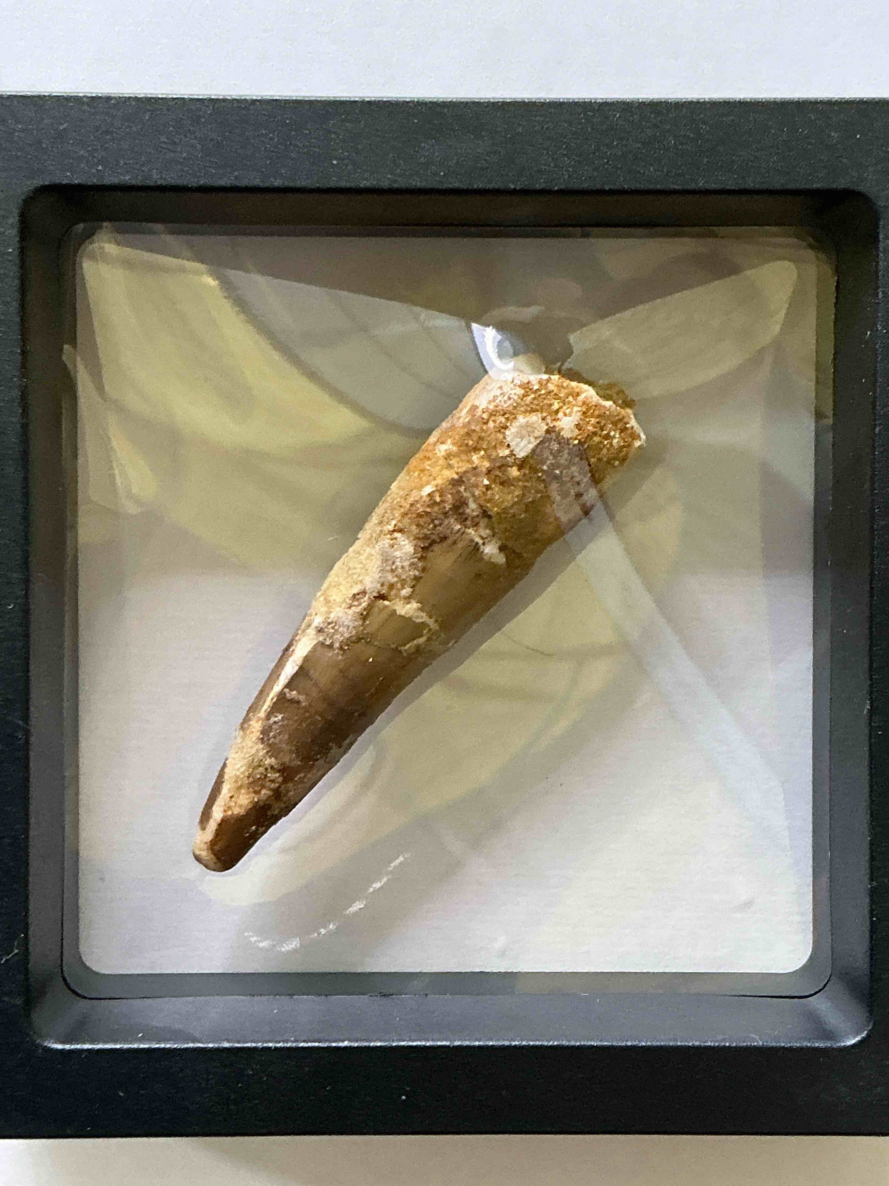 Condition photo showing Good Condition for Spinosaurus Dinosaur Tooth, Genuine! Wow! Authentic Fossilized Spinosaurus Tooth! This Tooth Is From A Real, Fossilized Spinosaurs Dinosaur, From The Cretaceous Period (Living 112-97 Million Years Ago!). Tooth Was Dug From A Fossil Site In The Kem Kem Region Of Eastern Morocco. Spinosaurus Was Larger Than T Rex & Was Likely The Largest Land Dwelling Meat-Eating Dinosaur Ever. It Is Estimated To Have Been Up To 49 Feet In Length & Weighed Seven To Twenty Tons! It Had Distinctive Spines On It's Back Up To Five Feet Long! Tooth Comes With Cool Display Case! Own A Real, Rare Fossilized Dinosaur Tooth!