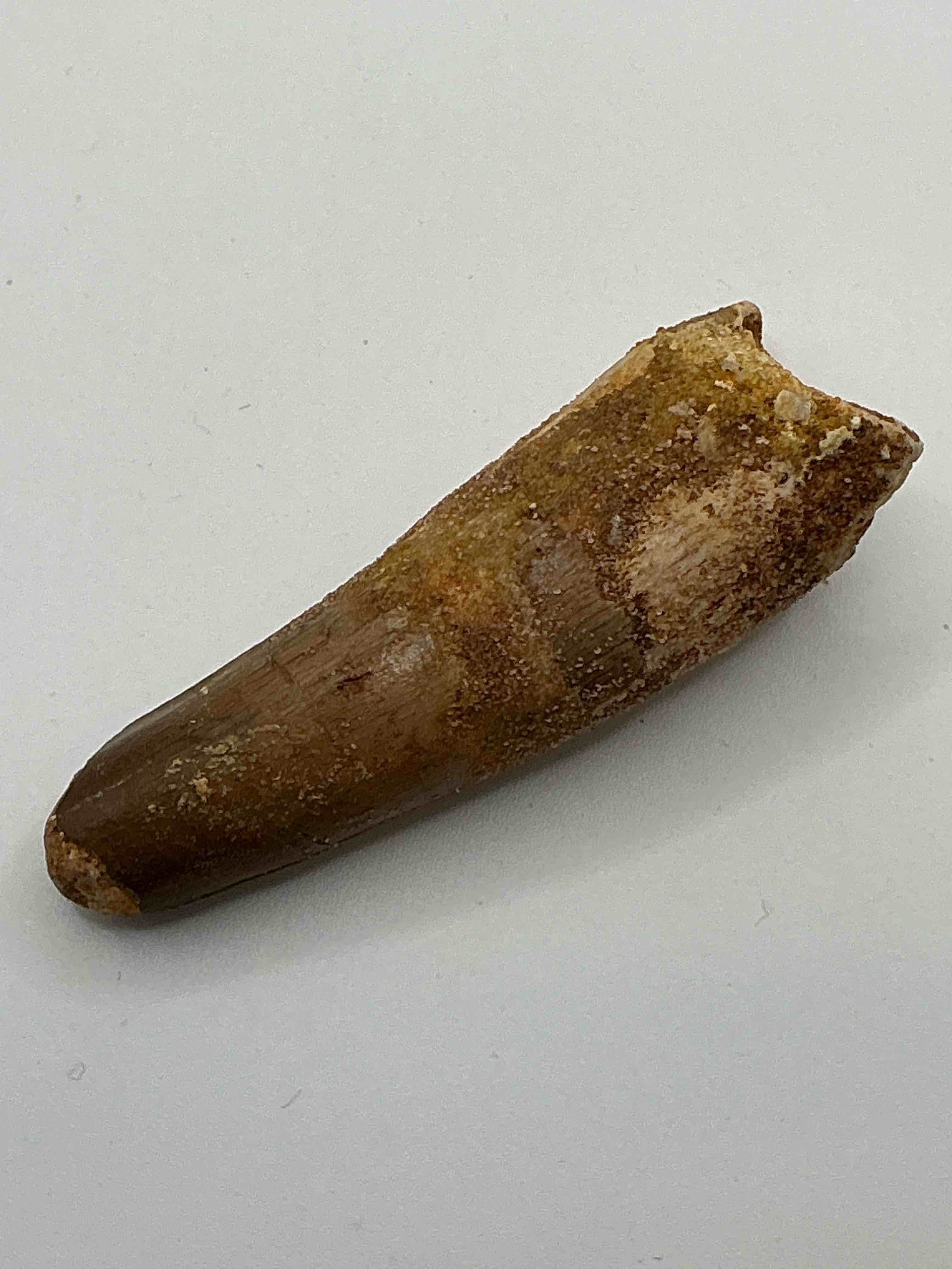 spinosaurus dinosaur tooth, genuine! wow! authentic fossilized spinosaurus tooth! this tooth is from a real, fossilized spinosaurs dinosaur, from the cretaceous period (living 112-97 million years ago!). tooth was dug from a fossil site in the kem kem region of eastern morocco. spinosaurus was larger than t rex & was likely the largest land dwelling meat-eating dinosaur ever. it is estimated to have been up to 49 feet in length & weighed seven to twenty tons! it had distinctive spines on it's back up to five feet long! tooth comes with cool display case! own a real, rare fossilized dinosaur tooth!