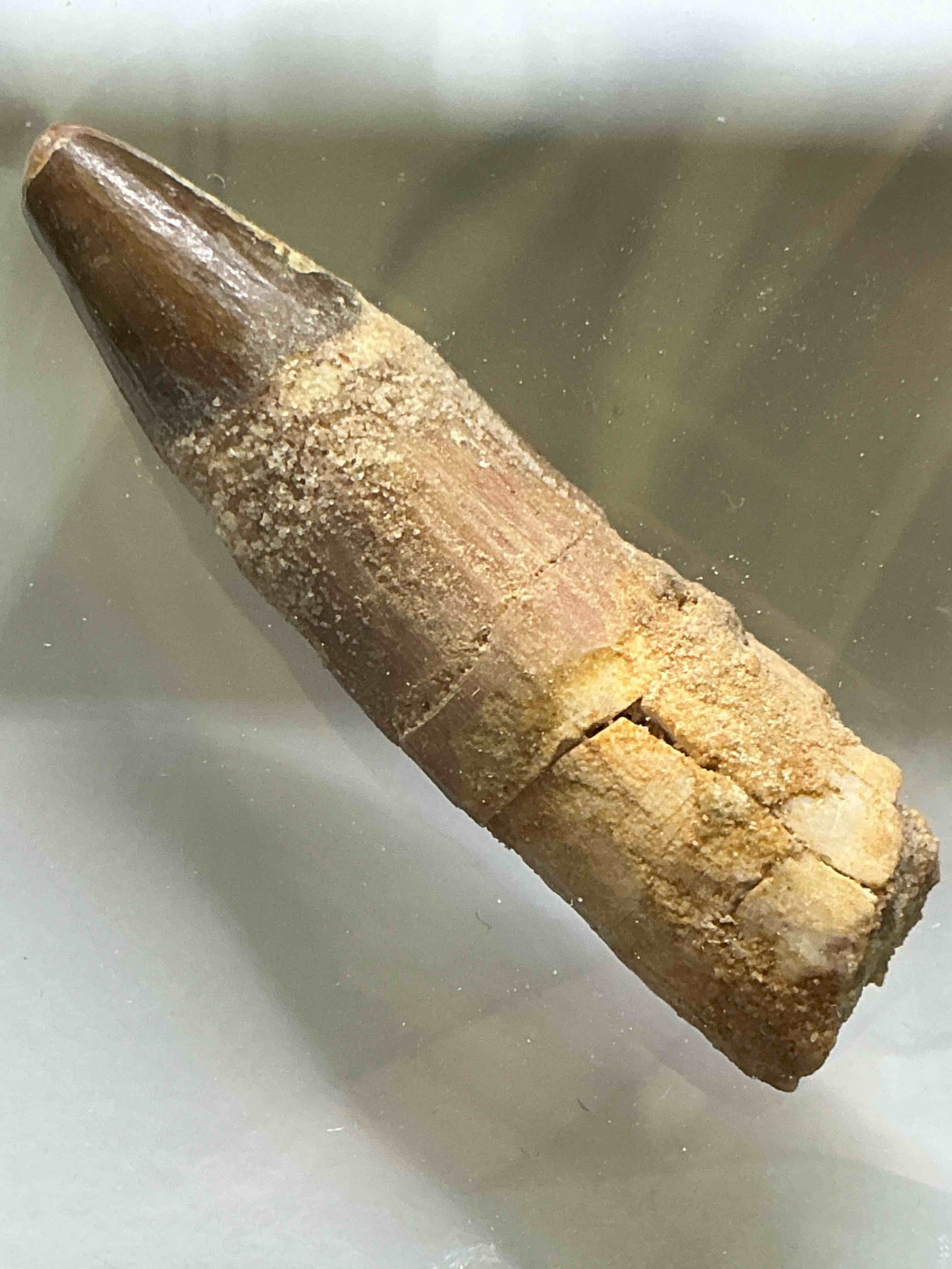 spinosaurus dinosaur tooth, genuine! wow! authentic fossilized spinosaurus tooth! this tooth is from a real, fossilized spinosaurs dinosaur, from the cretaceous period (living 112-97 million years ago!). tooth was dug from a fossil site in the kem kem region of eastern morocco. spinosaurus was larger than t rex & was likely the largest land dwelling meat-eating dinosaur ever. it is estimated to have been up to 49 feet in length & weighed seven to twenty tons! it had distinctive spines on it's back up to five feet long! tooth comes with cool display case! own a real, rare fossilized dinosaur tooth!